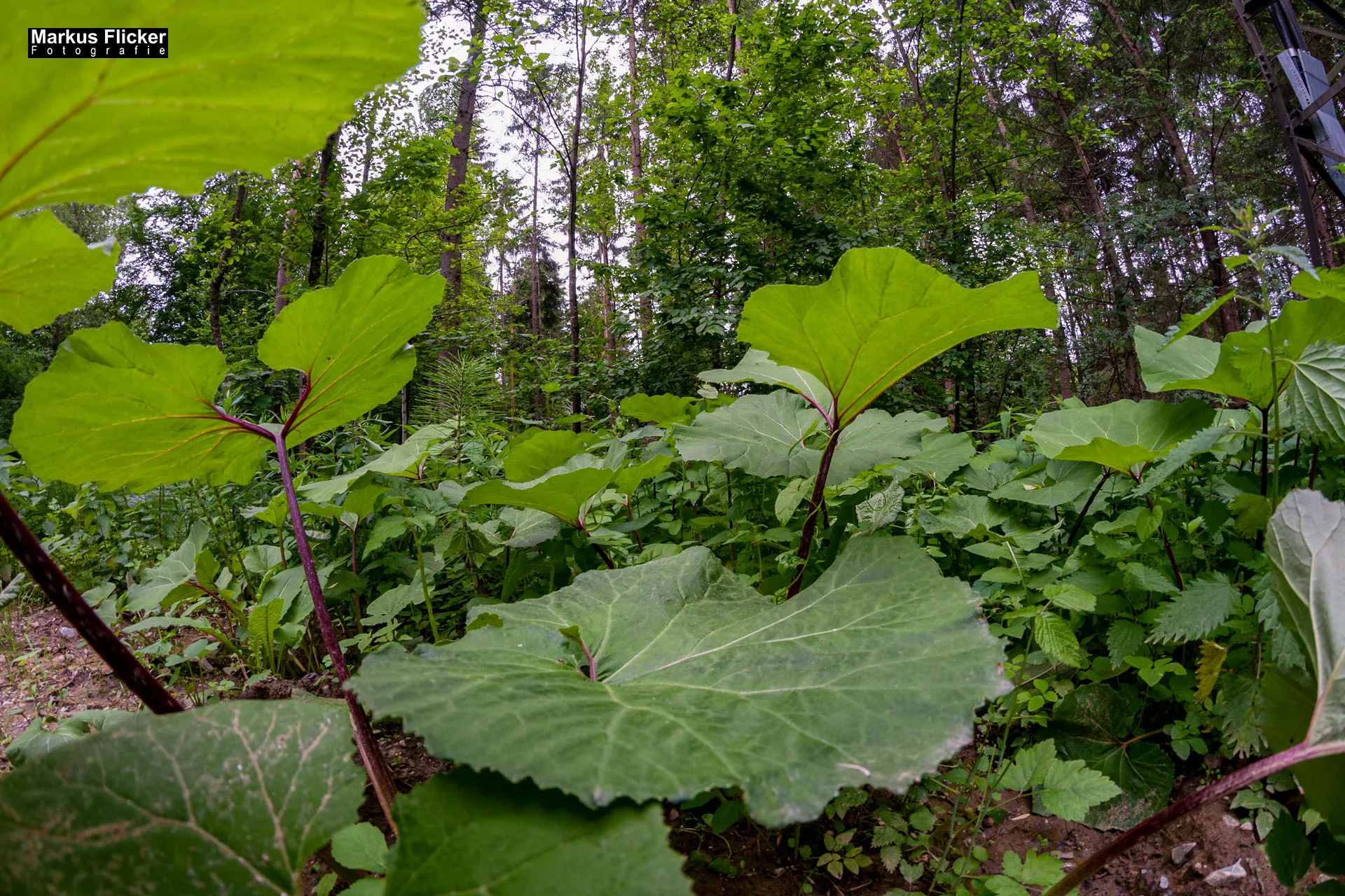 Fotoprojekt Weitwinkel Fotografie 365 Tage Walimex Pro 8mm Fisheye Fischaugenobjektiv