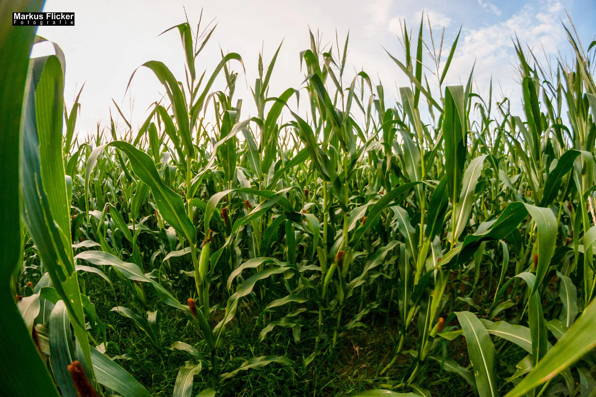 Fotoprojekt Weitwinkel Fotografie 365 Tage Walimex Pro 8mm Fisheye Fischaugenobjektiv