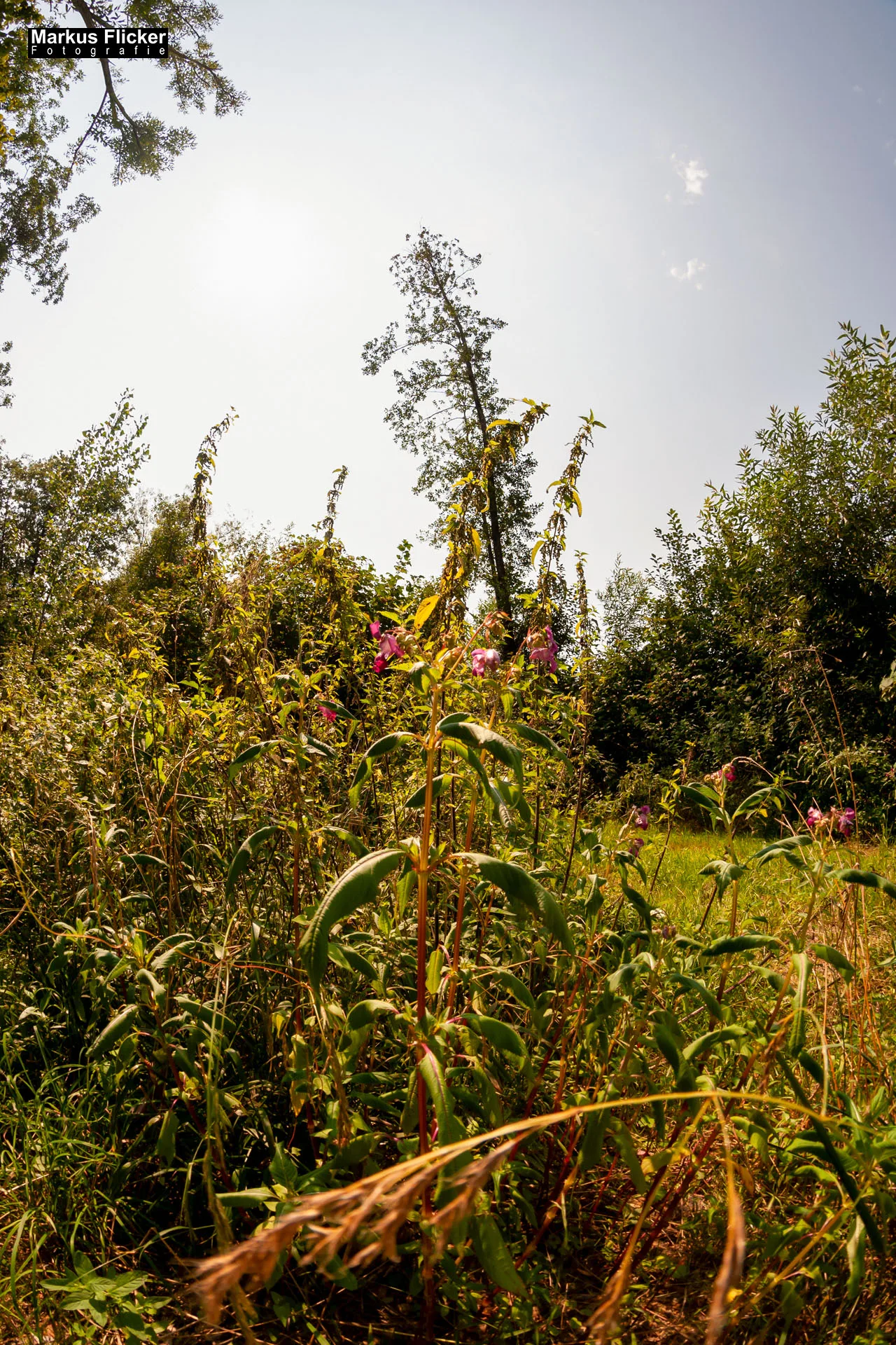 Fotoprojekt Weitwinkel Fotografie 365 Tage Walimex Pro 8mm Fisheye Fischaugenobjektiv