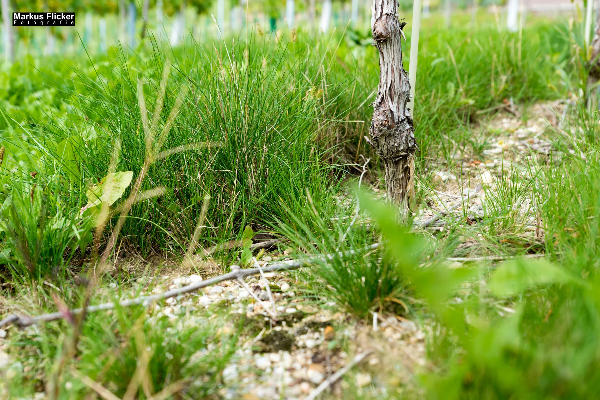 Weingut Michael am Rosenberg Werbefotos Wein Steiermark Österreich im Fotostudio Produktfoto