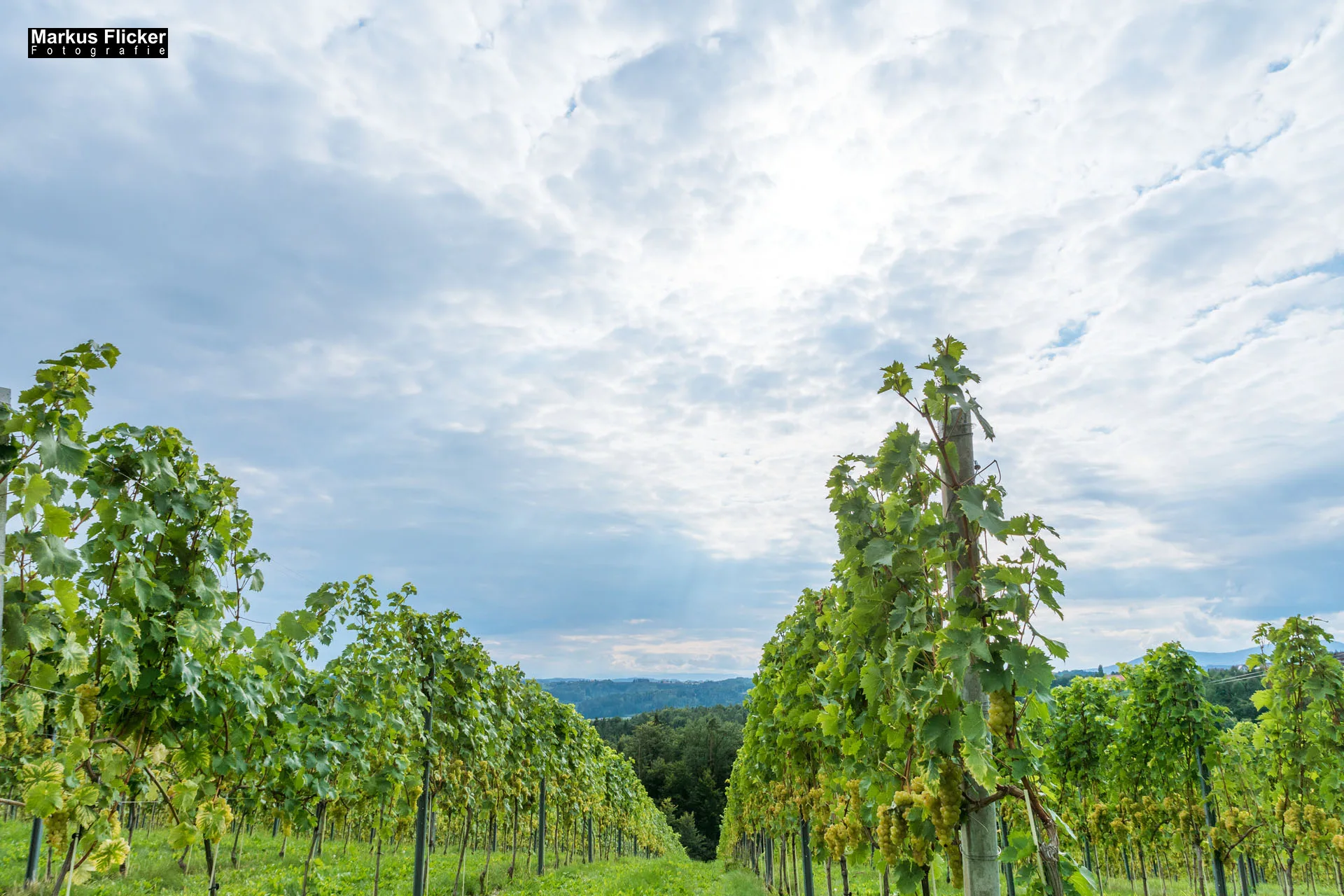 Weingut Michael am Rosenberg Werbefotos Wein Steiermark Österreich im Fotostudio Produktfoto