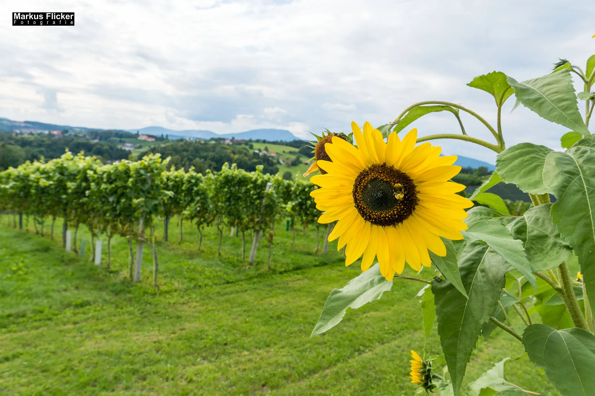 Weingut Michael am Rosenberg Werbefotos Wein Steiermark Österreich im Fotostudio Produktfoto