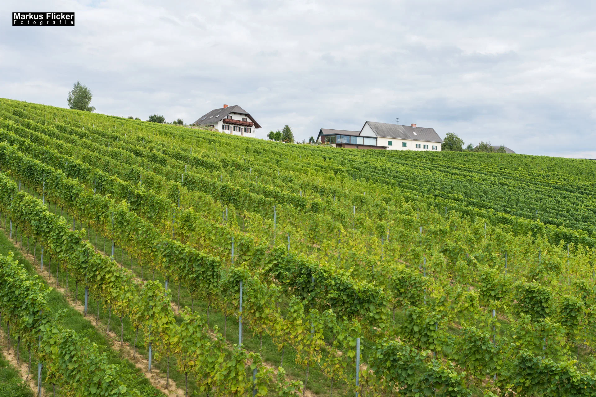 Weingut Michael am Rosenberg Werbefotos Wein Steiermark Österreich im Fotostudio Produktfoto
