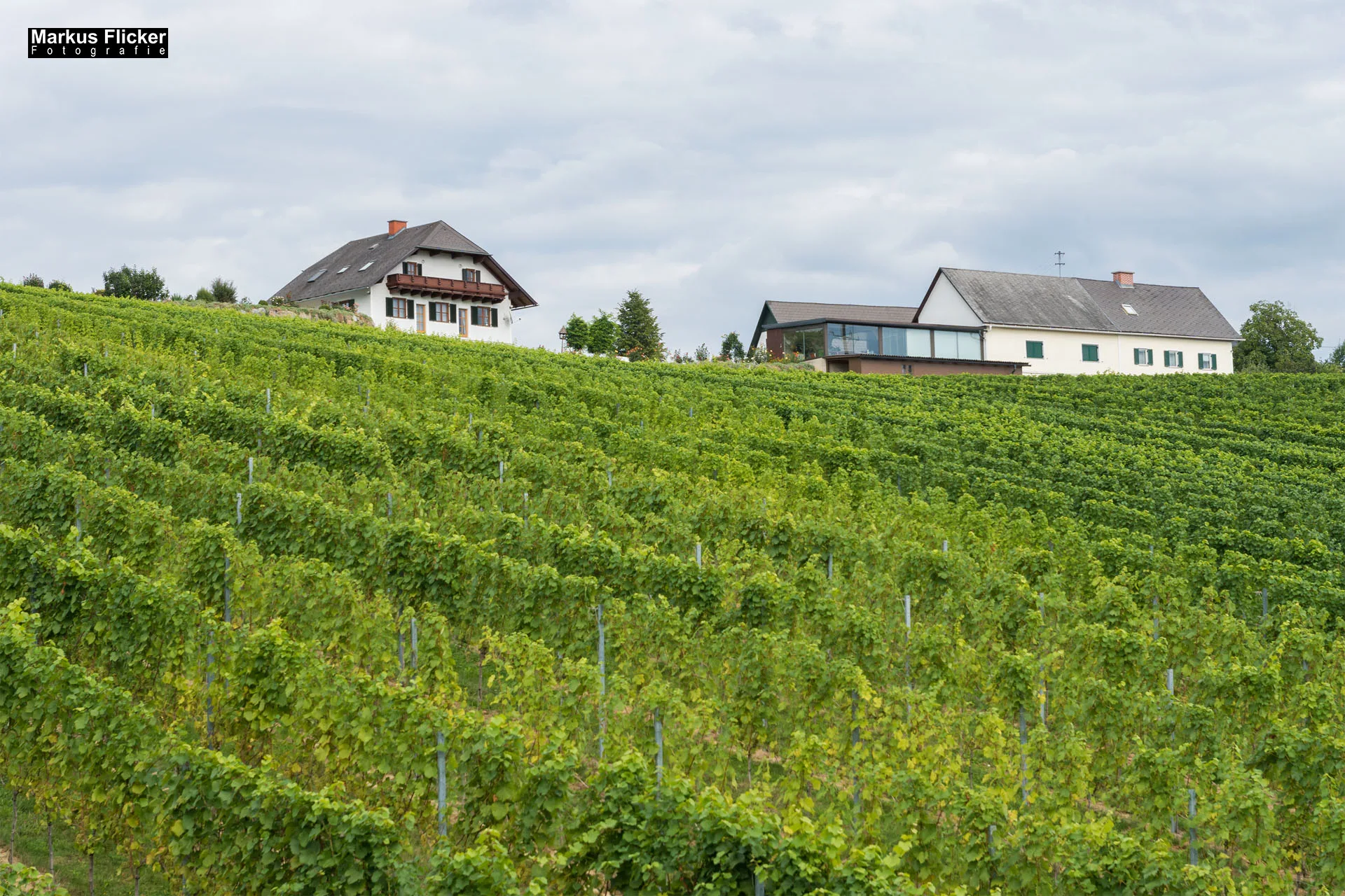 Weingut Michael am Rosenberg Werbefotos Wein Steiermark Österreich im Fotostudio Produktfoto