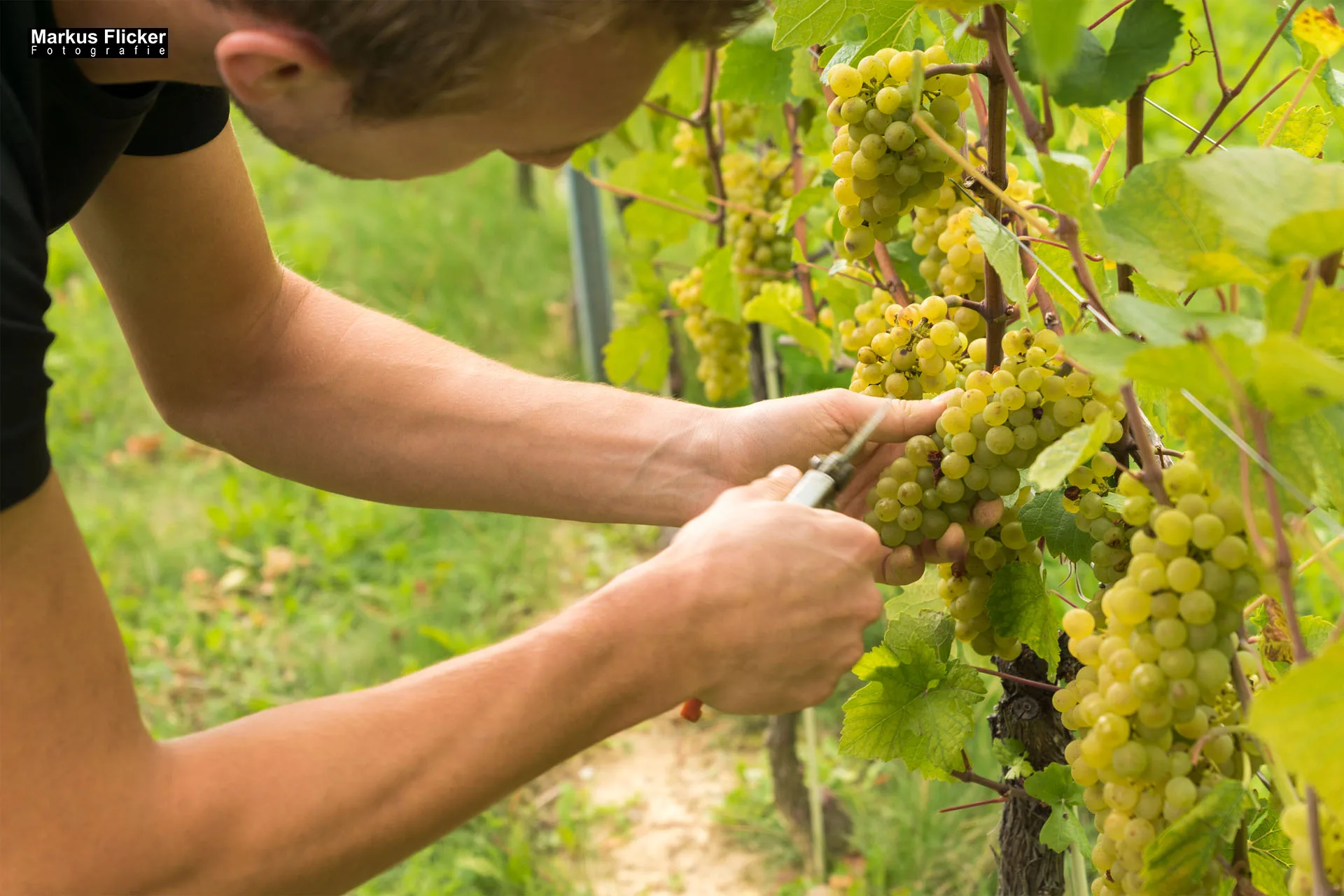 Weingut Michael am Rosenberg Werbefotos Wein Steiermark Österreich im Fotostudio Produktfoto