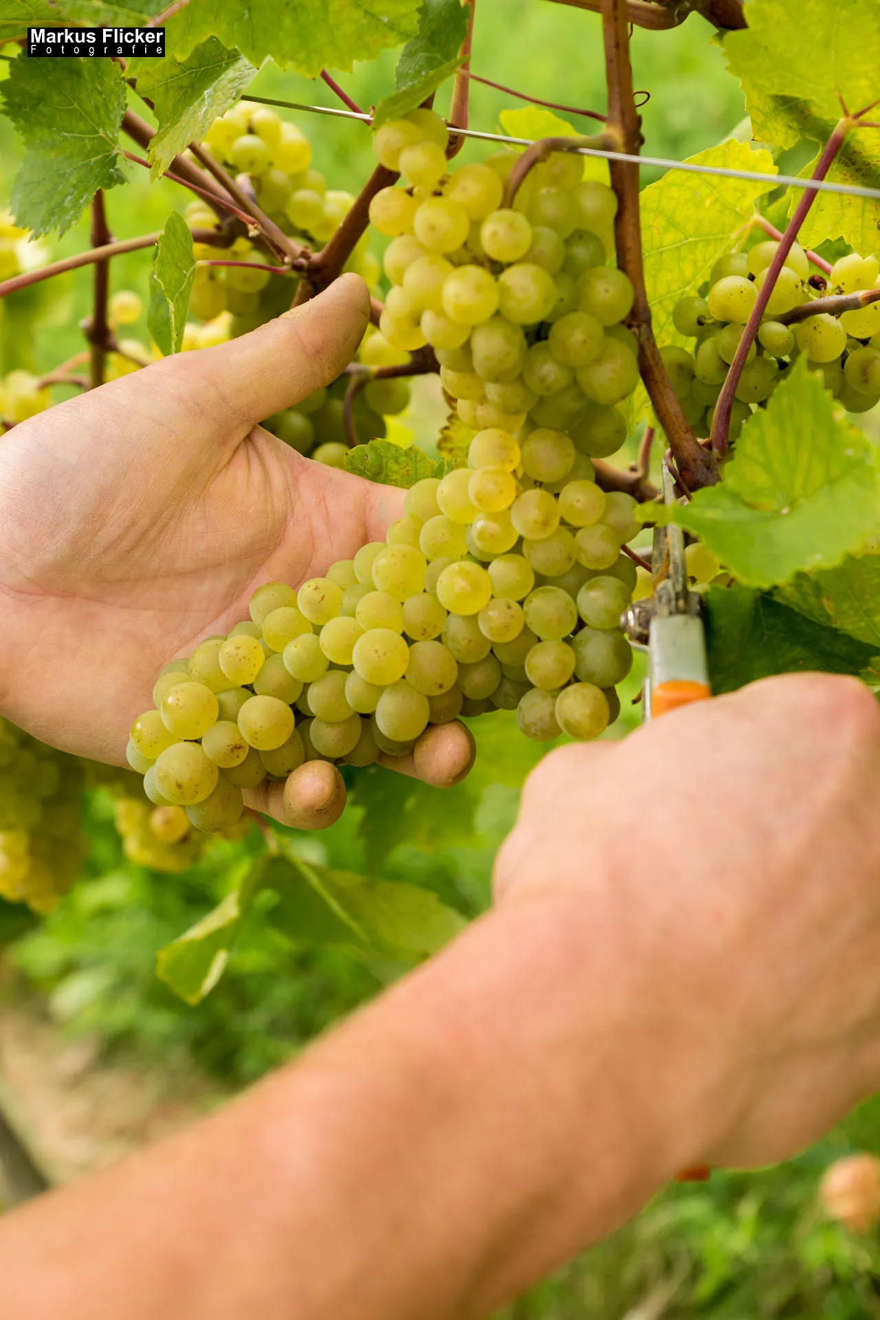 Weingut Michael am Rosenberg Werbefotos Wein Steiermark Österreich im Fotostudio Produktfoto