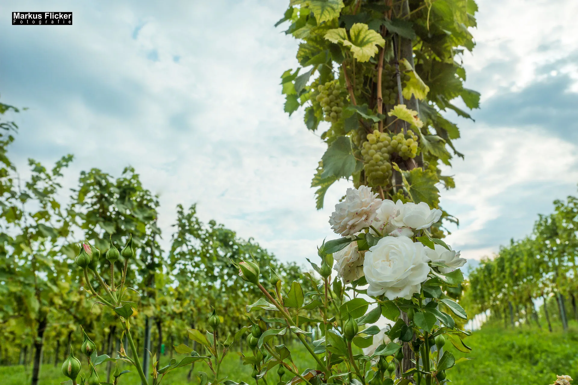 Weingut Michael am Rosenberg Werbefotos Wein Steiermark Österreich im Fotostudio Produktfoto