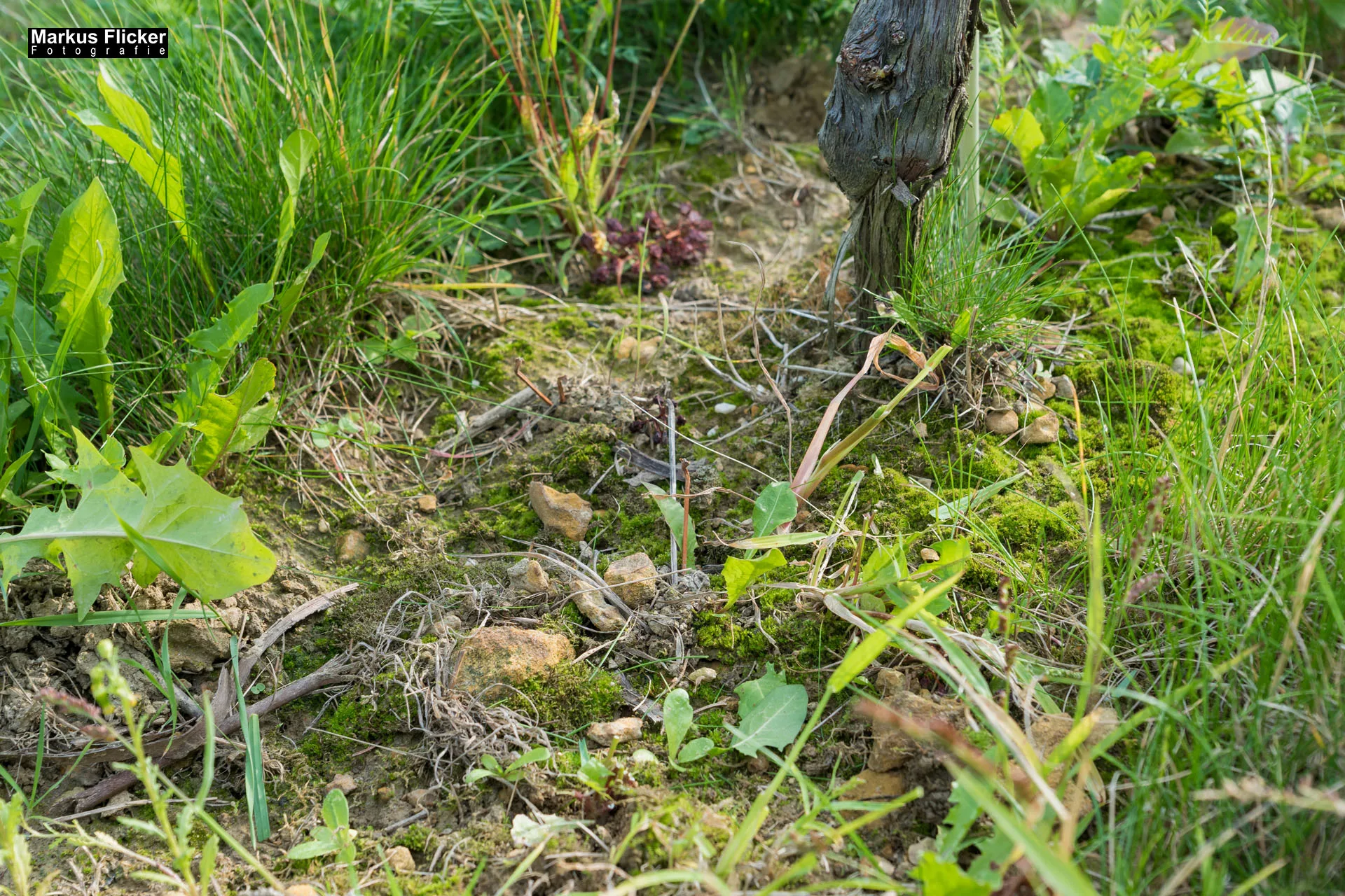 Weingut Michael am Rosenberg Werbefotos Wein Steiermark Österreich im Fotostudio Produktfoto