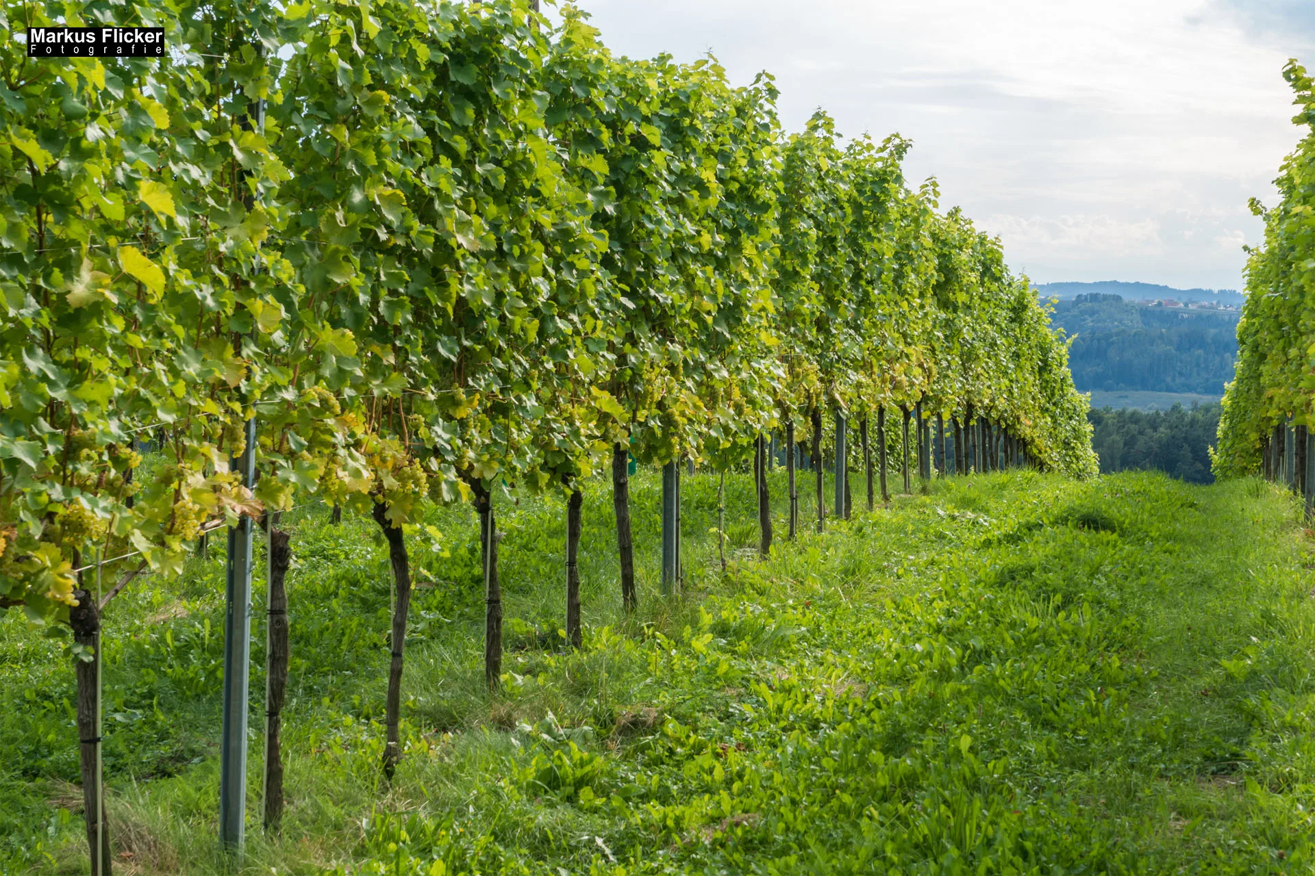 Weingut Michael am Rosenberg Werbefotos Wein Steiermark Österreich im Fotostudio Produktfoto