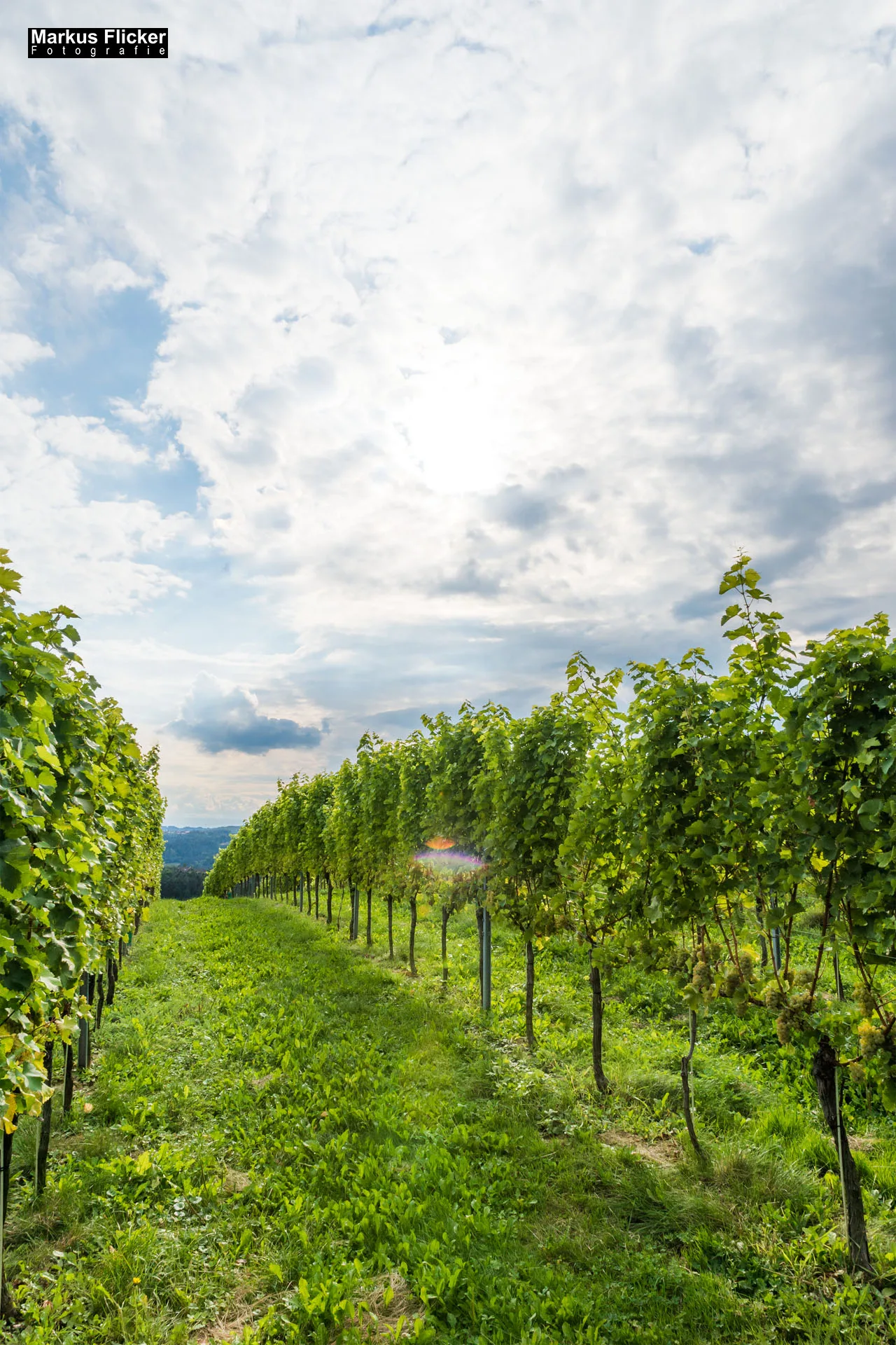 Weingut Michael am Rosenberg Werbefotos Wein Steiermark Österreich im Fotostudio Produktfoto