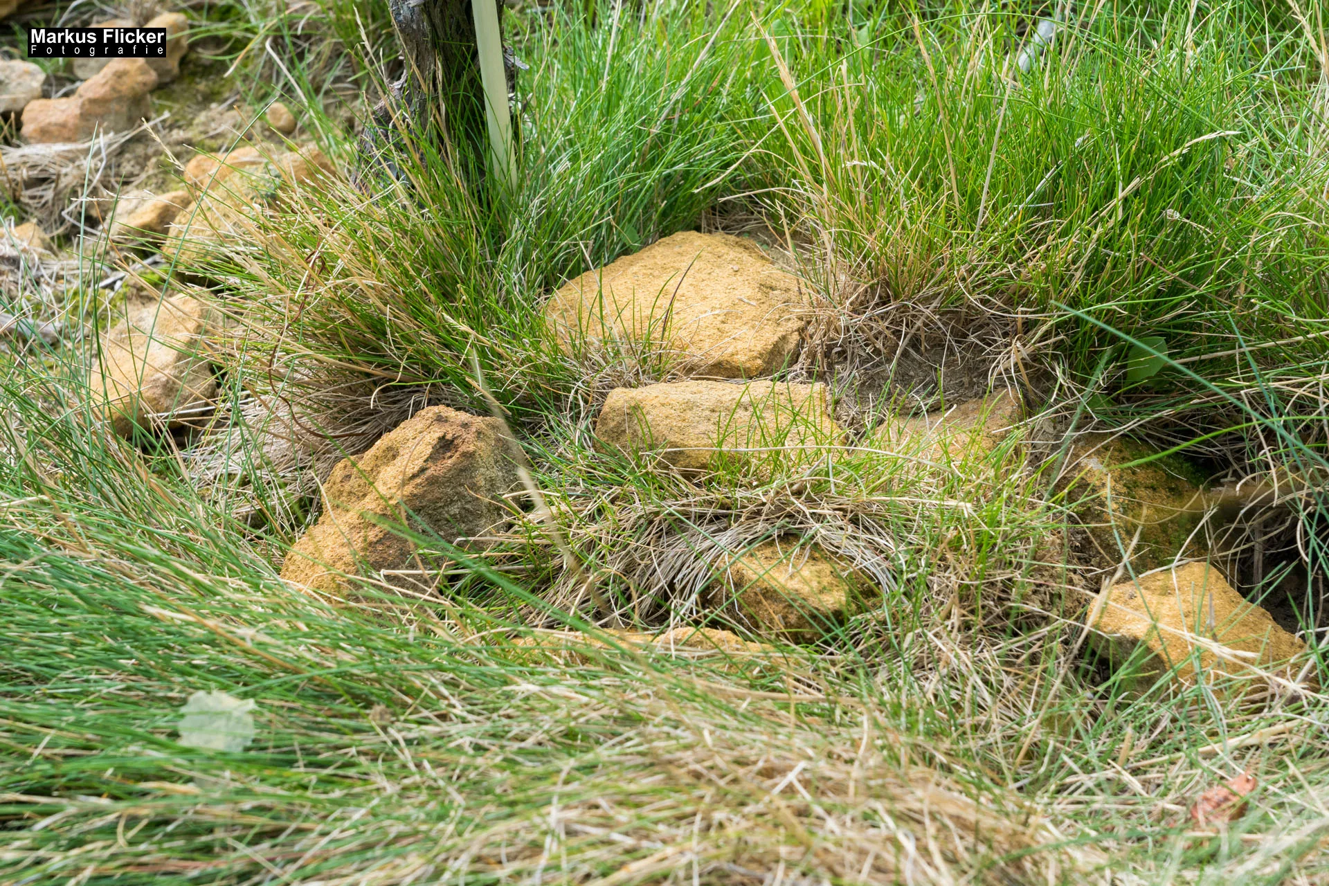 Weingut Michael am Rosenberg Werbefotos Wein Steiermark Österreich im Fotostudio Produktfoto