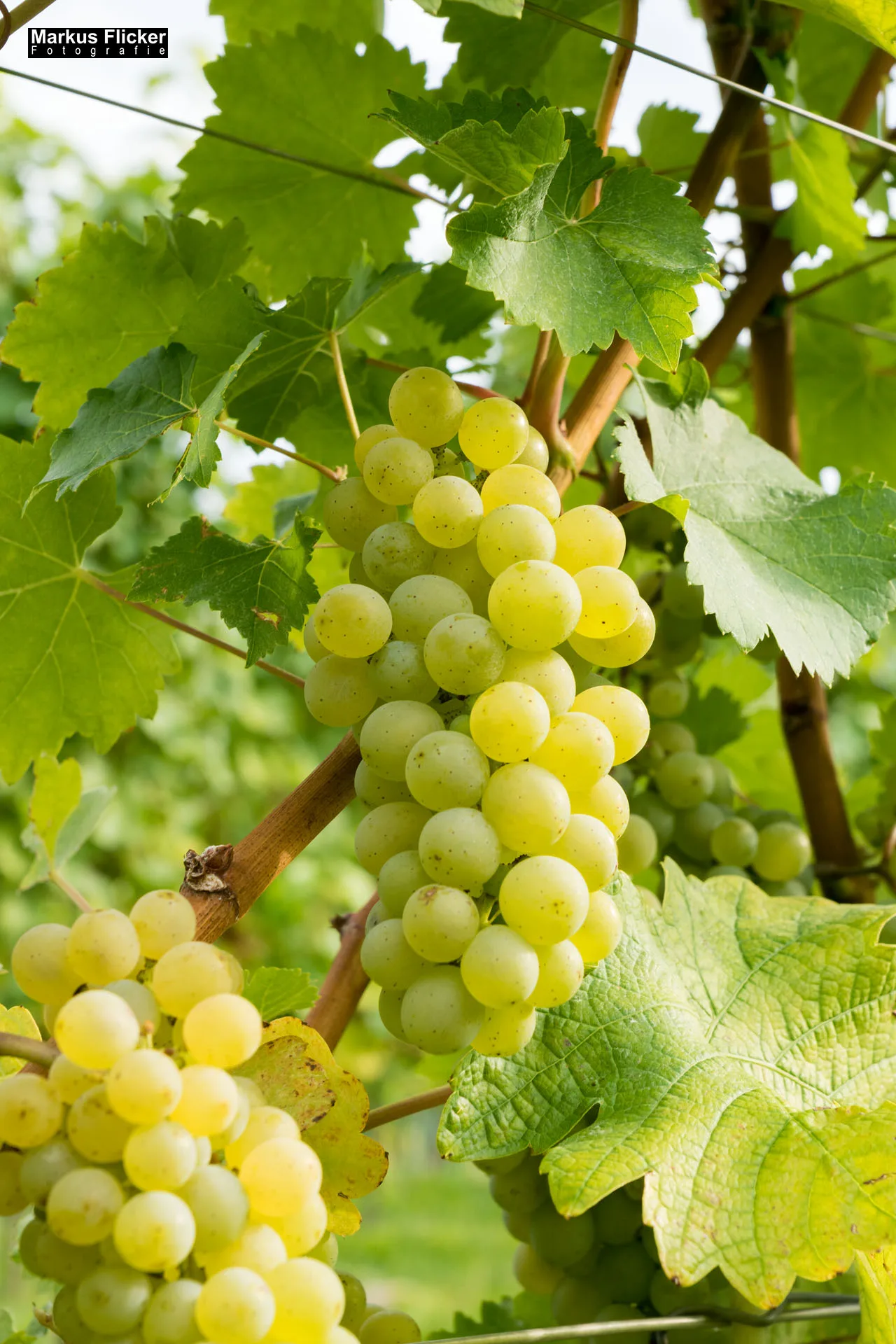 Weingut Michael am Rosenberg Werbefotos Wein Steiermark Österreich im Fotostudio Produktfoto