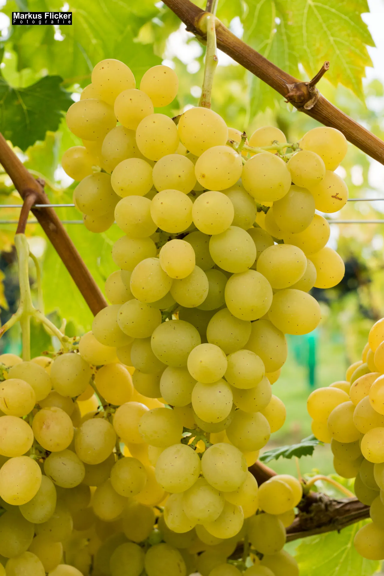 Weingut Michael am Rosenberg Werbefotos Wein Steiermark Österreich im Fotostudio Produktfoto