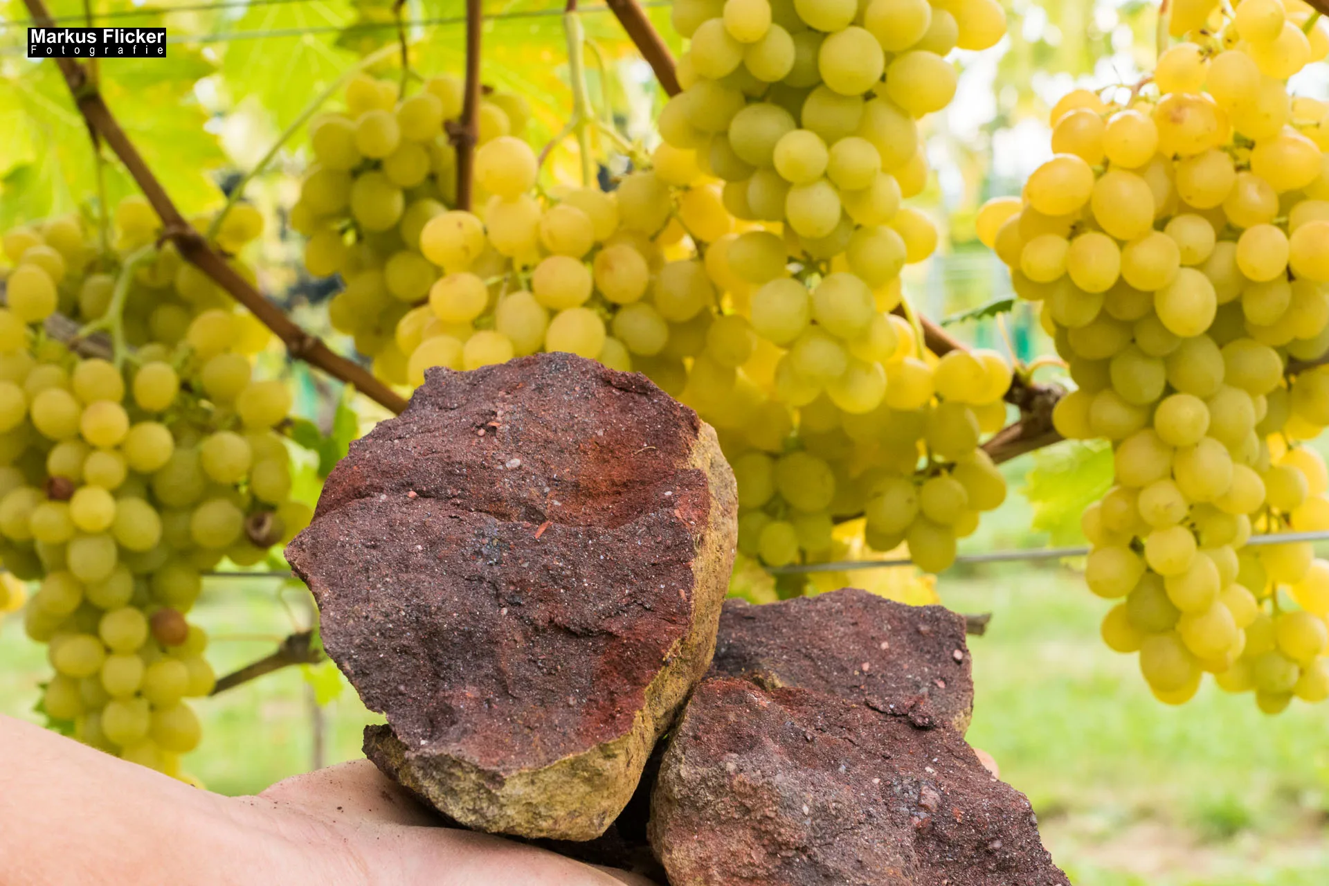 Weingut Michael am Rosenberg Werbefotos Wein Steiermark Österreich im Fotostudio Produktfoto