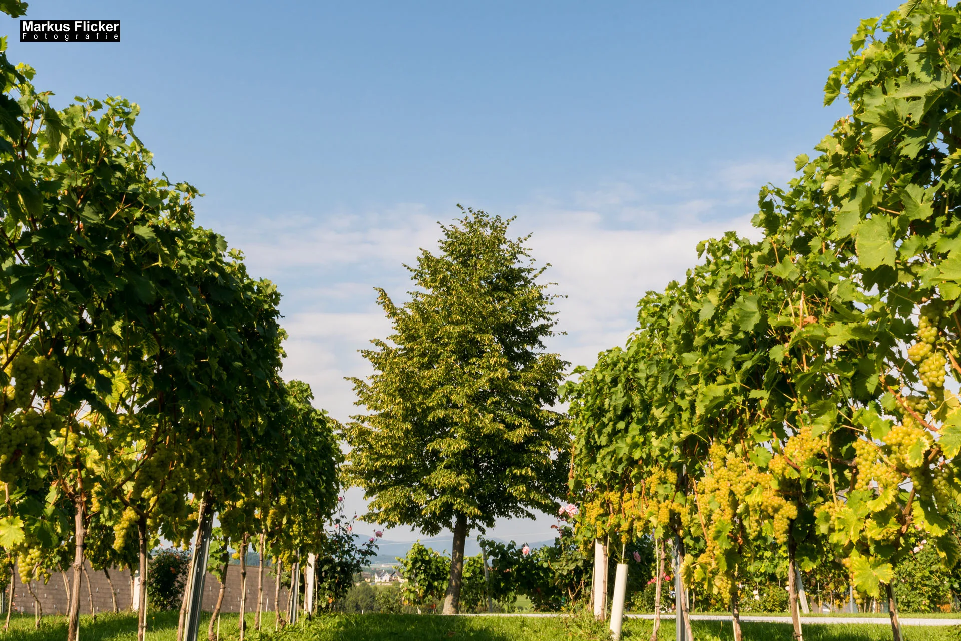 Weingut Michael am Rosenberg Werbefotos Wein Steiermark Österreich im Fotostudio Produktfoto