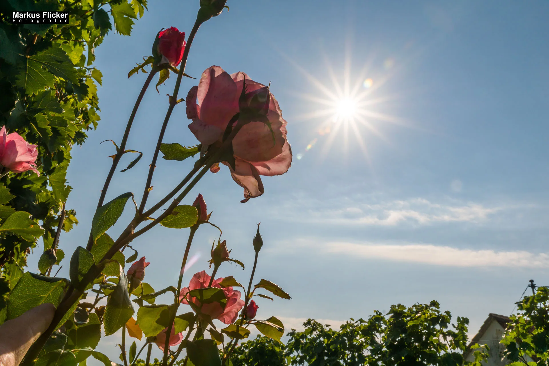Weingut Michael am Rosenberg Werbefotos Wein Steiermark Österreich im Fotostudio Produktfoto