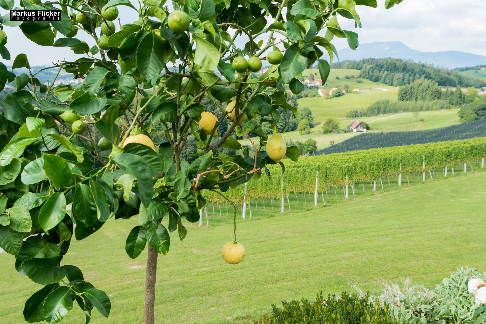 Weingut Michael am Rosenberg Werbefotos Wein Steiermark Österreich im Fotostudio Produktfoto