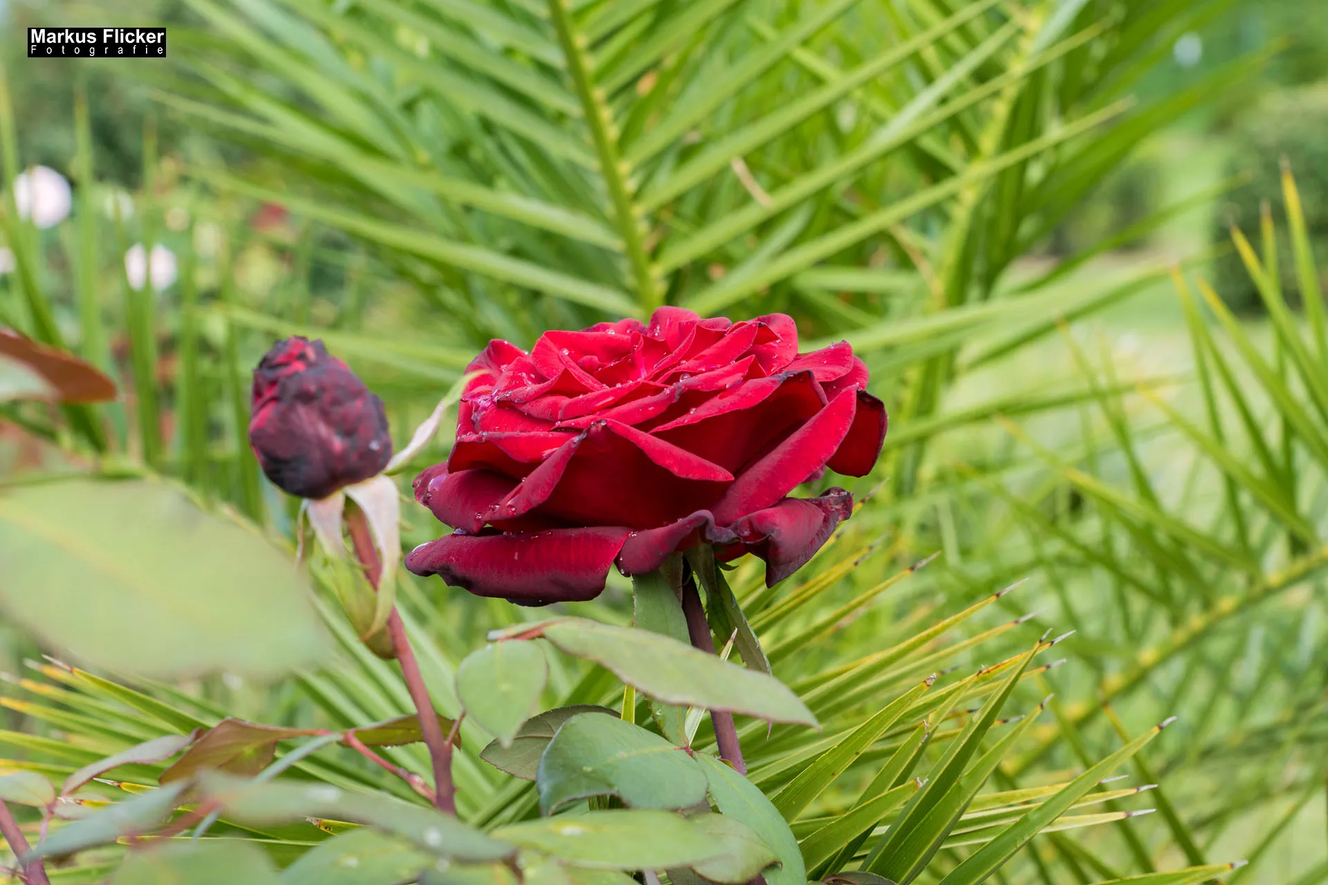 Weingut Michael am Rosenberg Werbefotos Wein Steiermark Österreich im Fotostudio Produktfoto