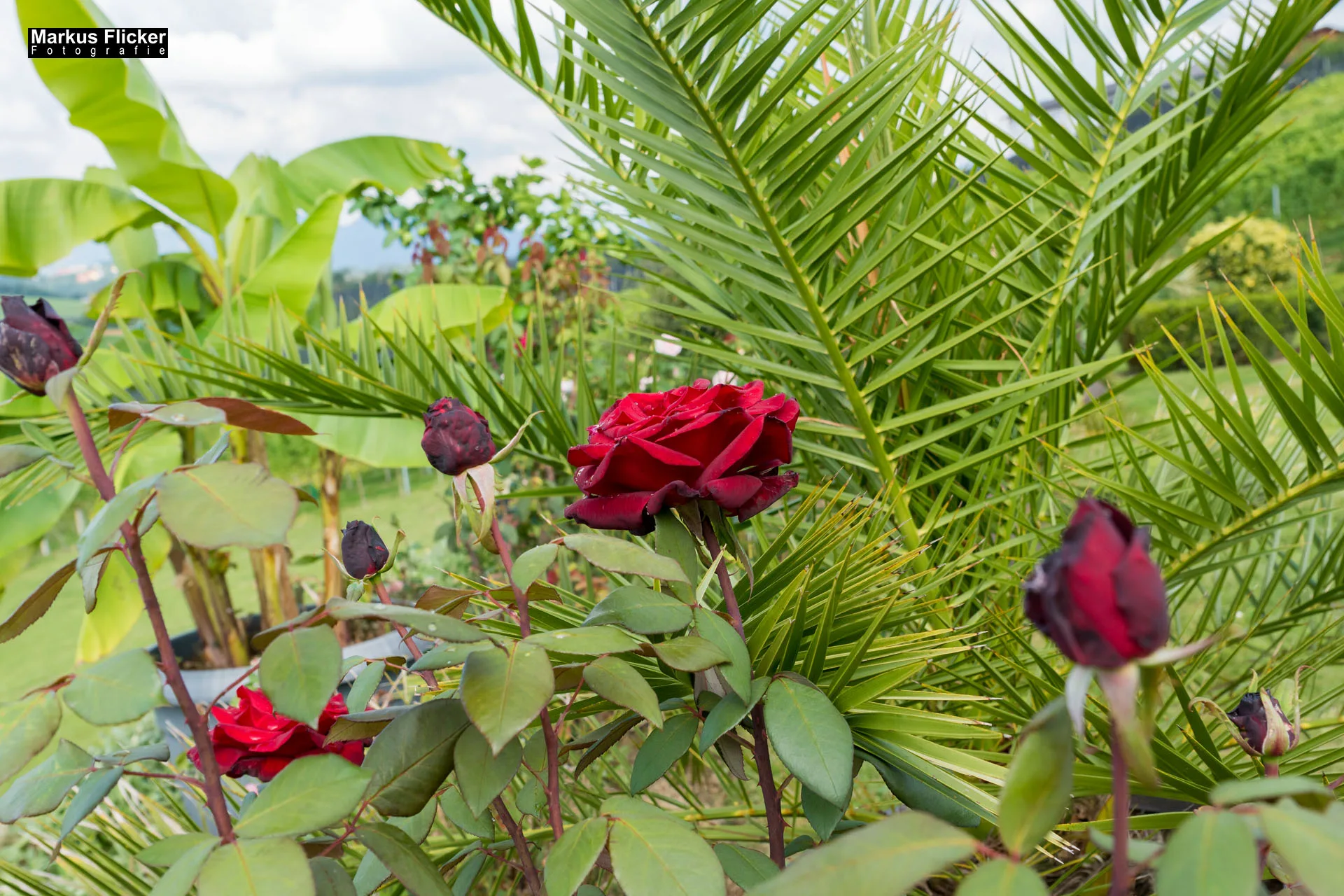 Weingut Michael am Rosenberg Werbefotos Wein Steiermark Österreich im Fotostudio Produktfoto