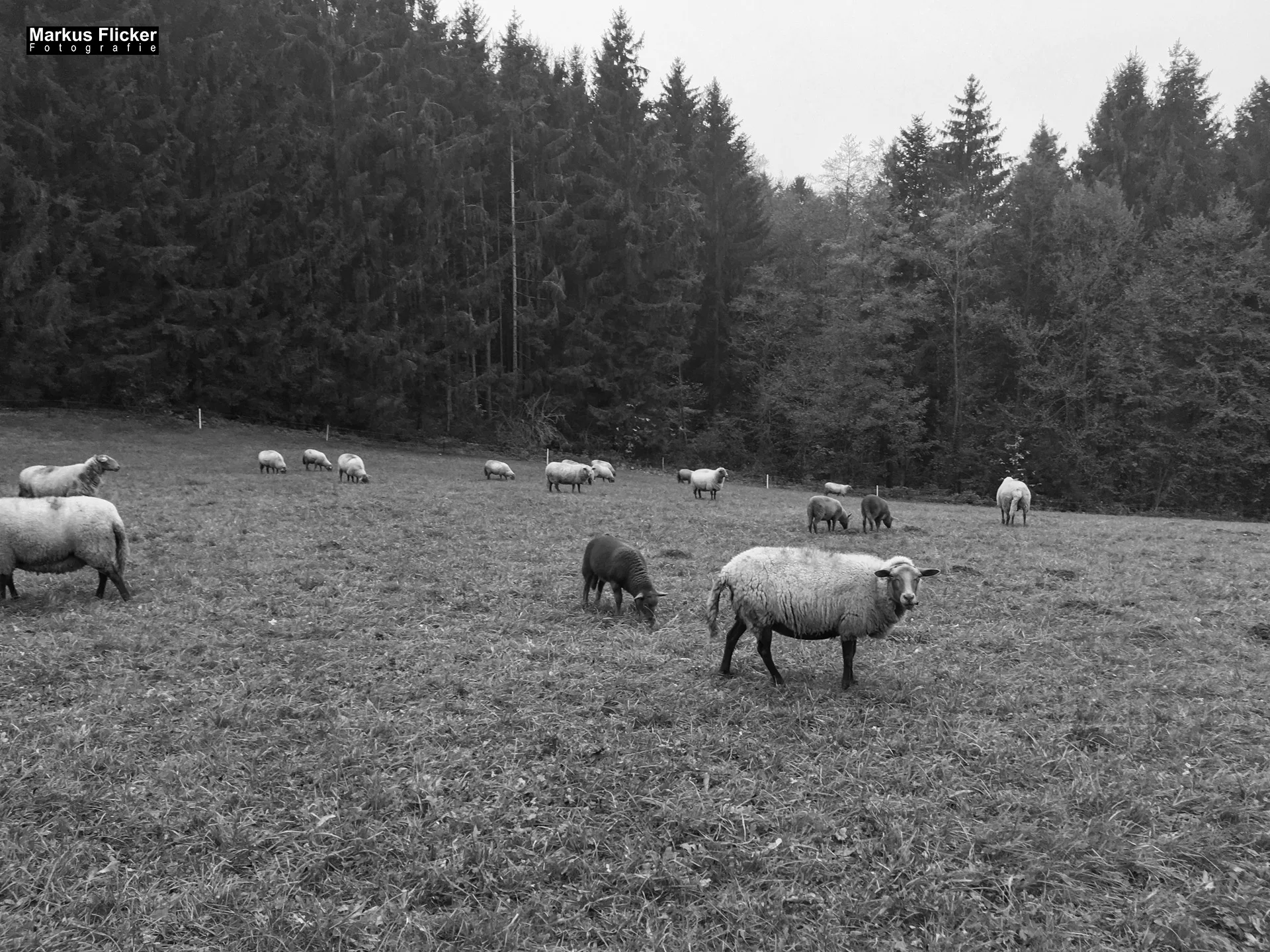 Herbst Fotospaziergang bei Nebel im Wald Raabklamm Raab Steiermark