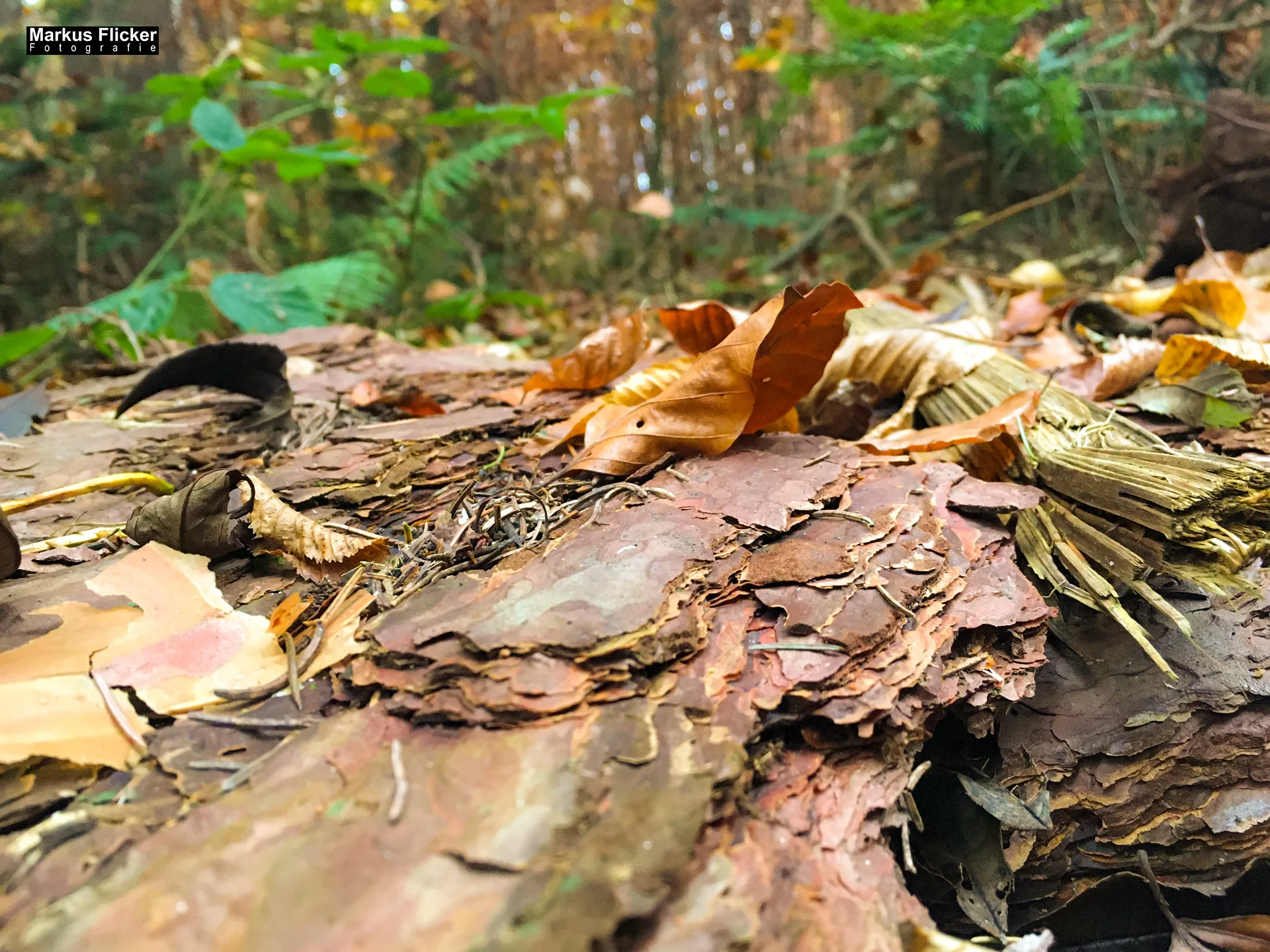 Herbst Fotospaziergang bei Nebel im Wald Raabklamm Raab Steiermark
