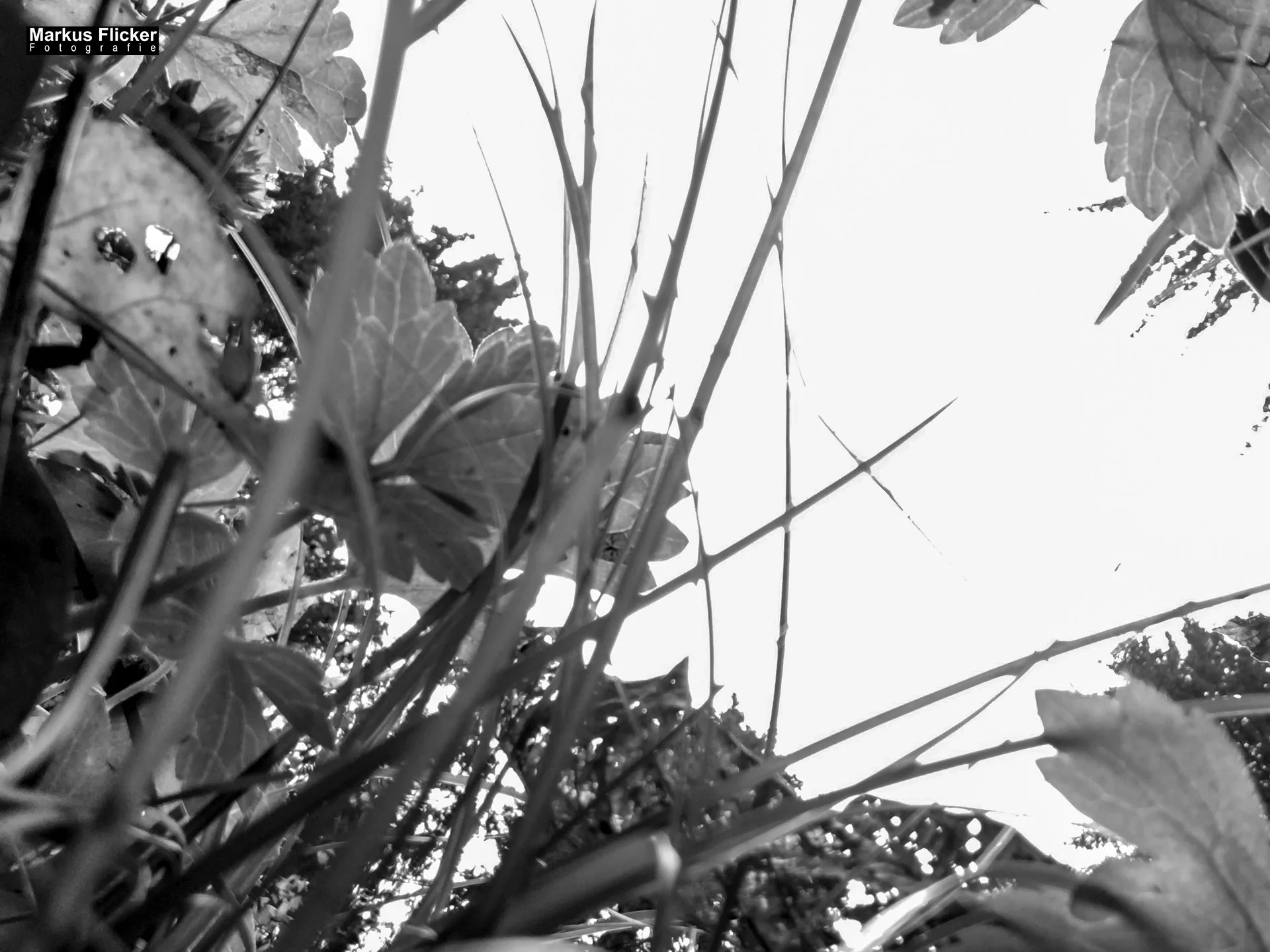 Herbst Fotospaziergang bei Nebel im Wald Raabklamm Raab Steiermark