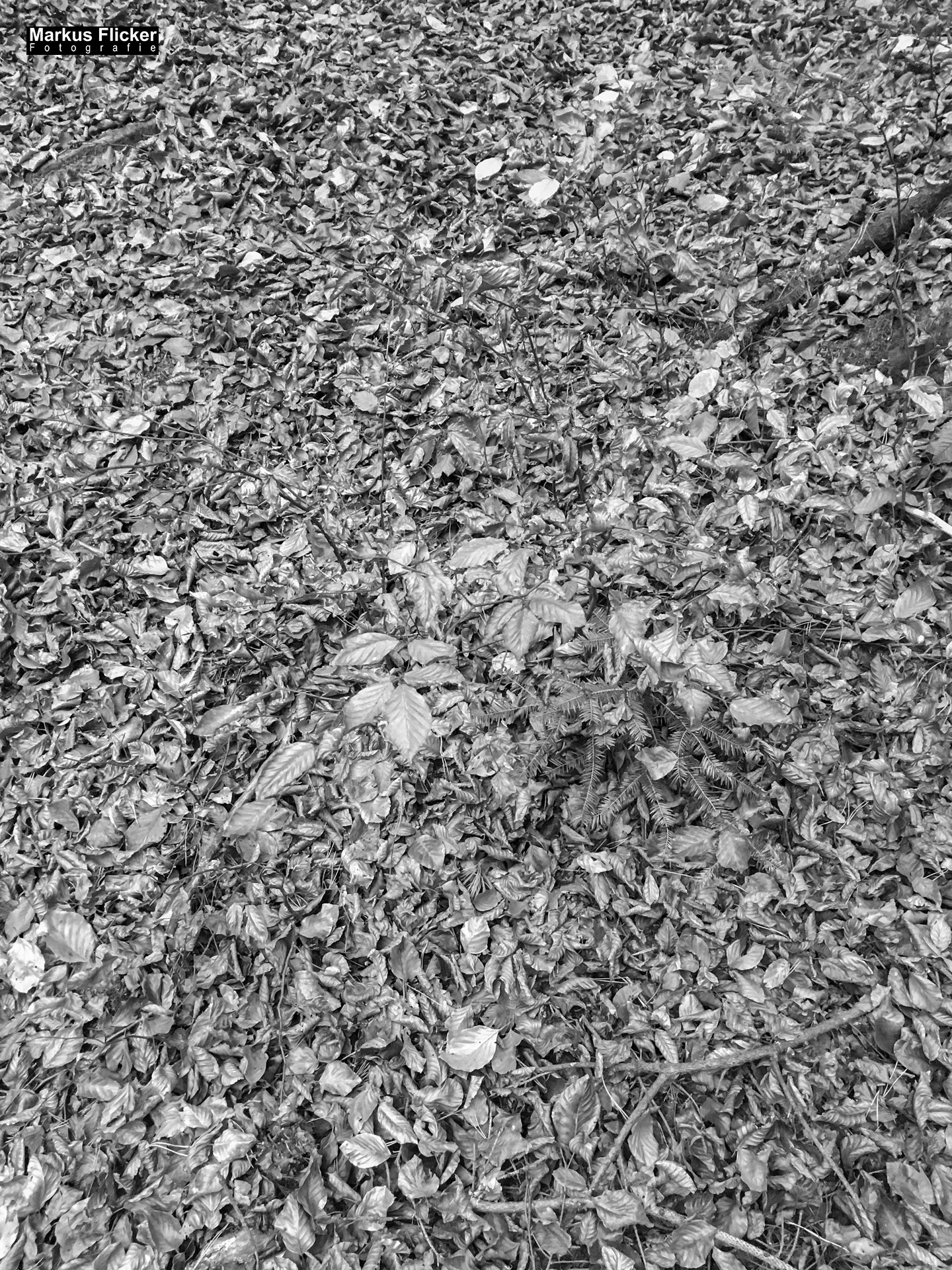 Herbst Fotospaziergang bei Nebel im Wald Raabklamm Raab Steiermark