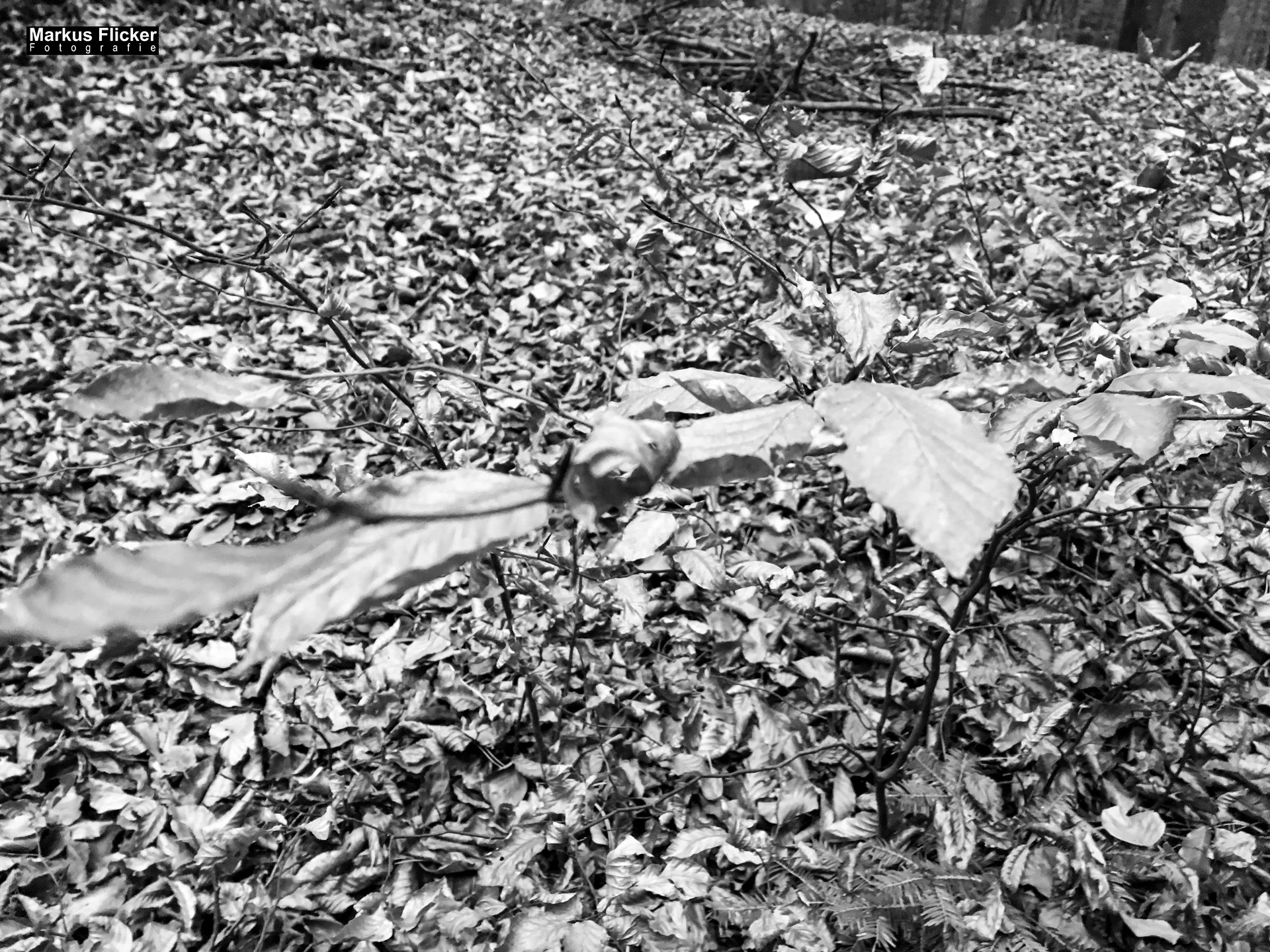 Herbst Fotospaziergang bei Nebel im Wald Raabklamm Raab Steiermark