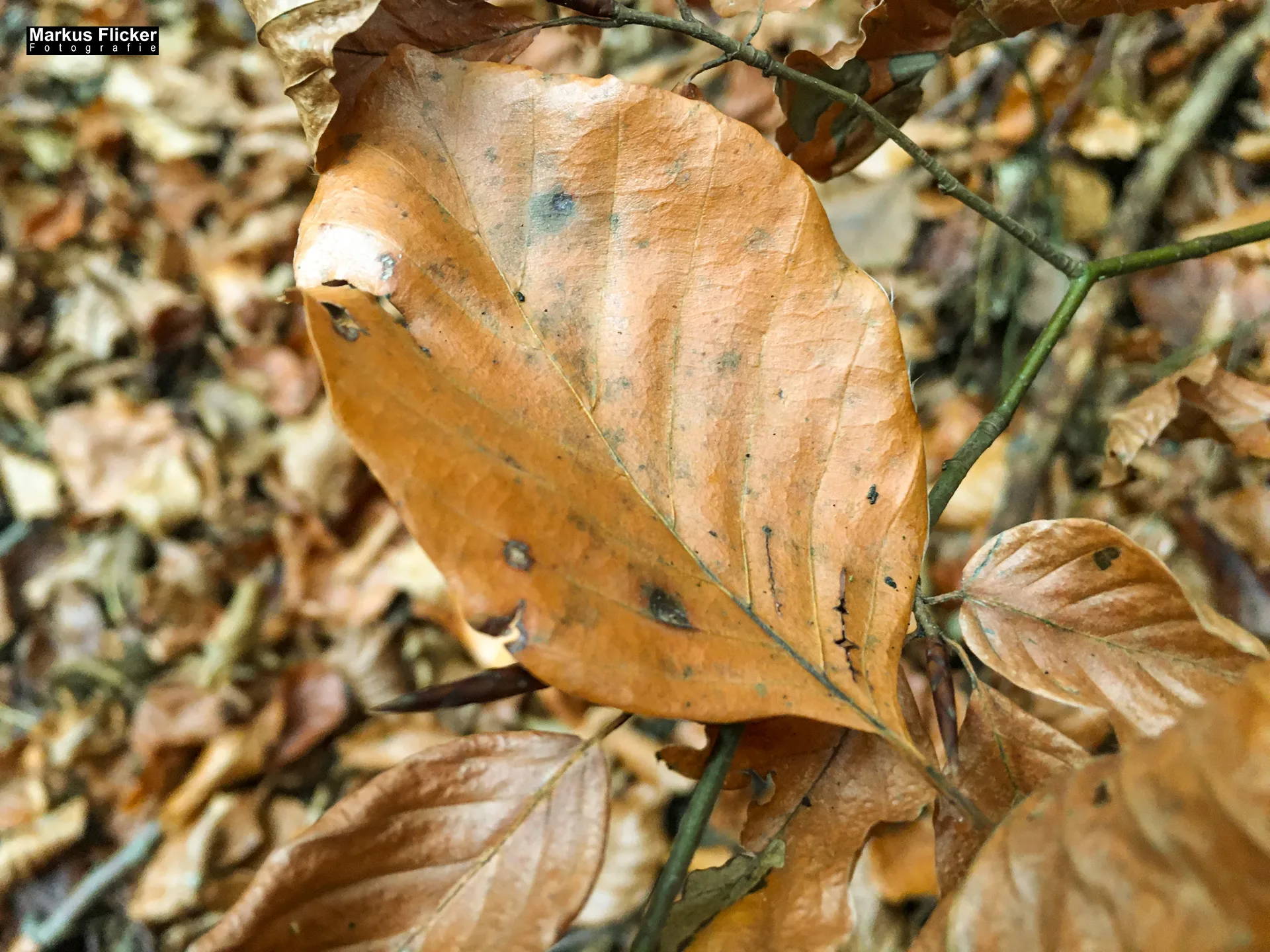 Herbst Fotospaziergang bei Nebel im Wald Raabklamm Raab Steiermark