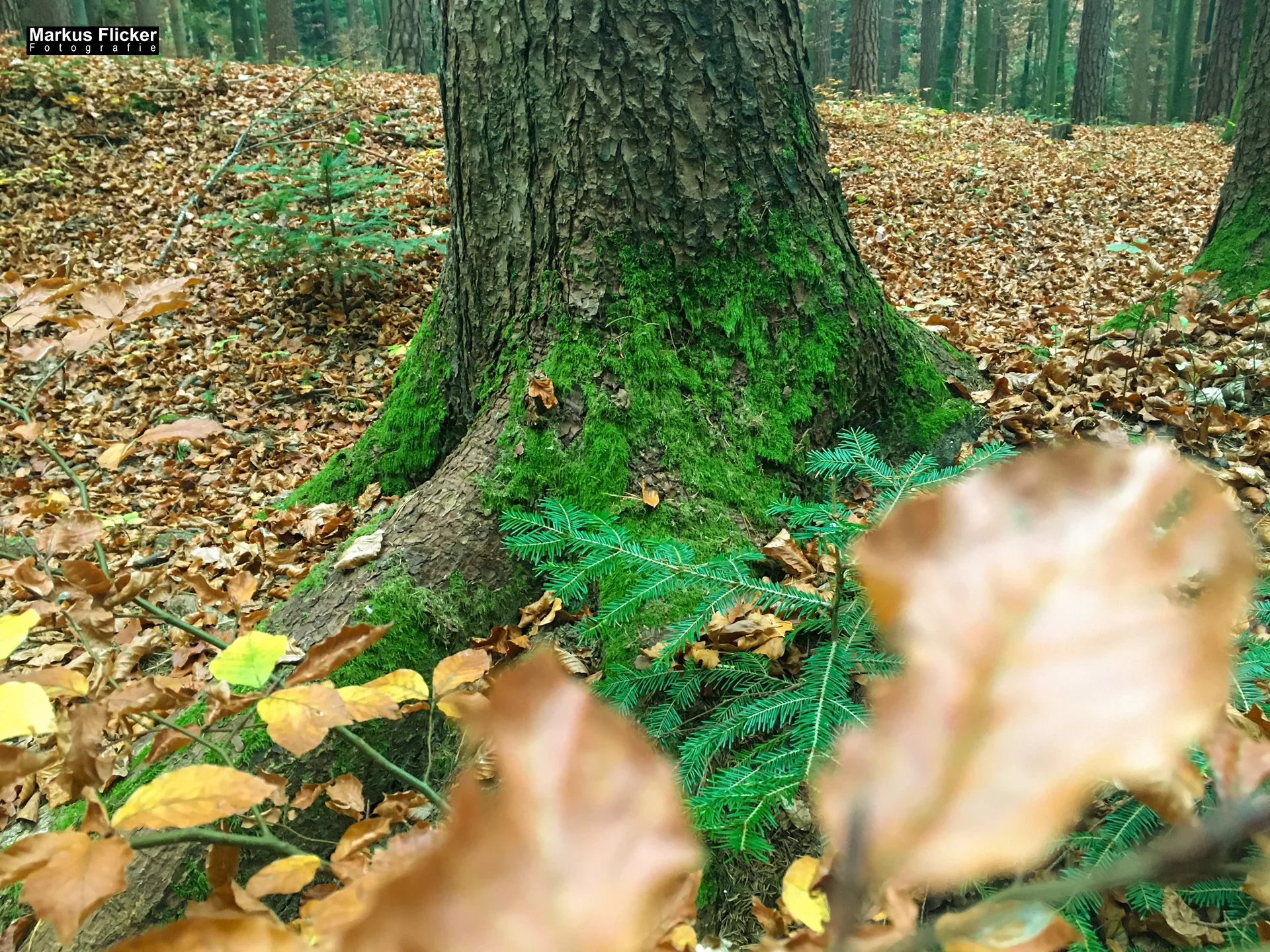 Herbst Fotospaziergang bei Nebel im Wald Raabklamm Raab Steiermark