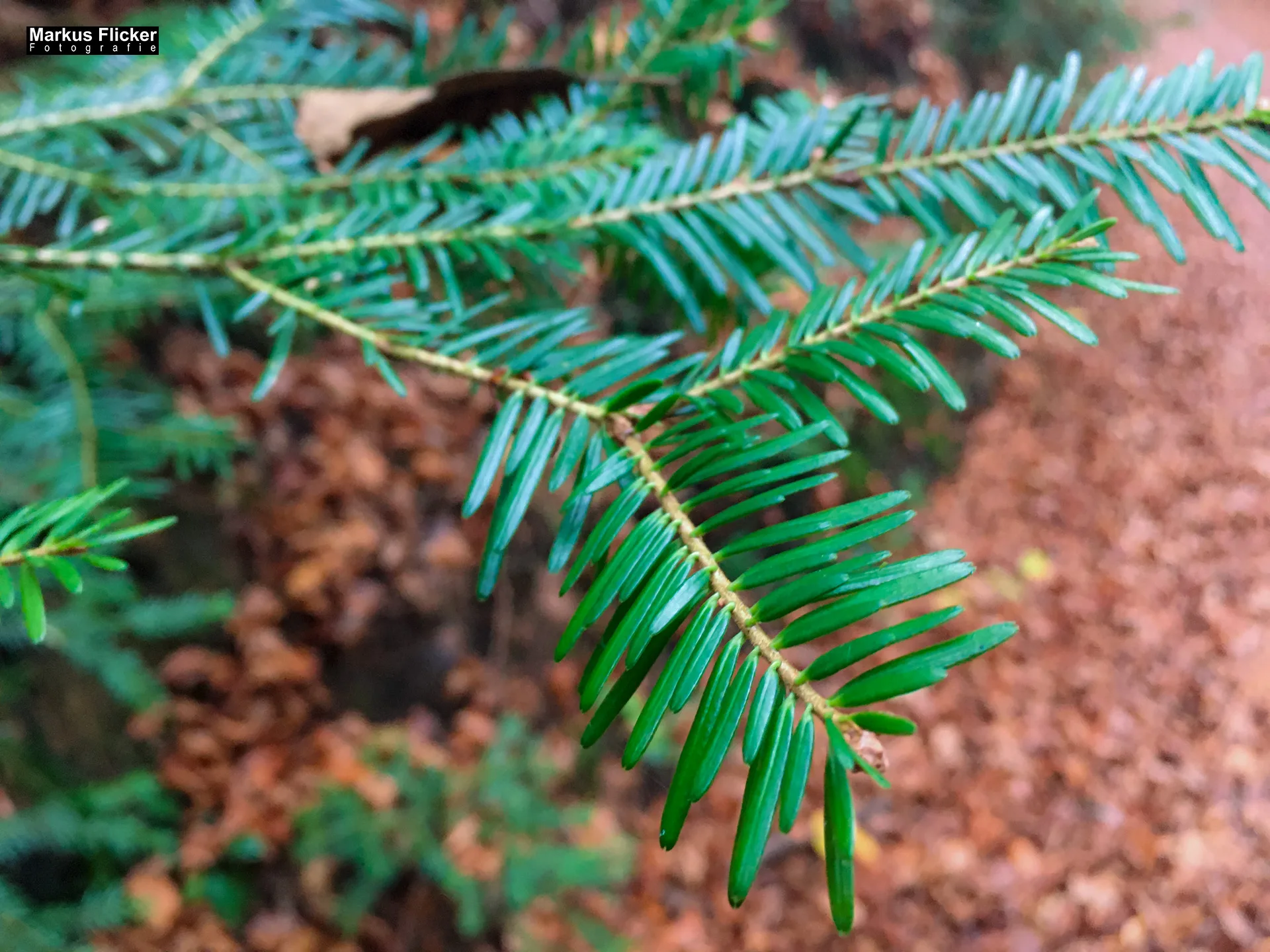 Herbst Fotospaziergang bei Nebel im Wald Raabklamm Raab Steiermark