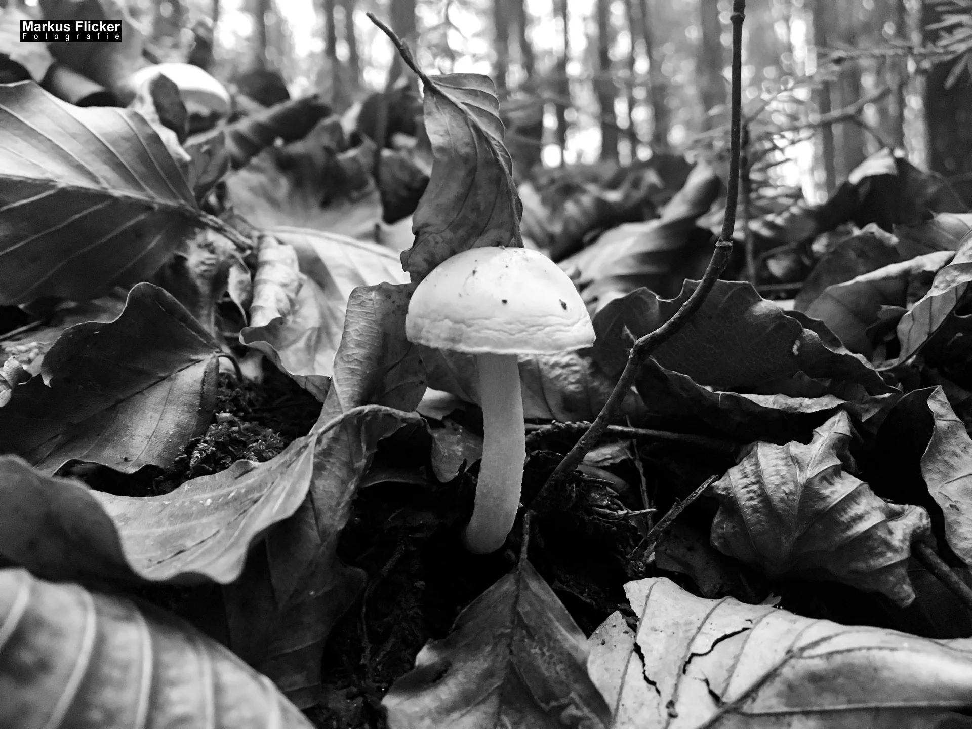 Herbst Fotospaziergang bei Nebel im Wald Raabklamm Raab Steiermark