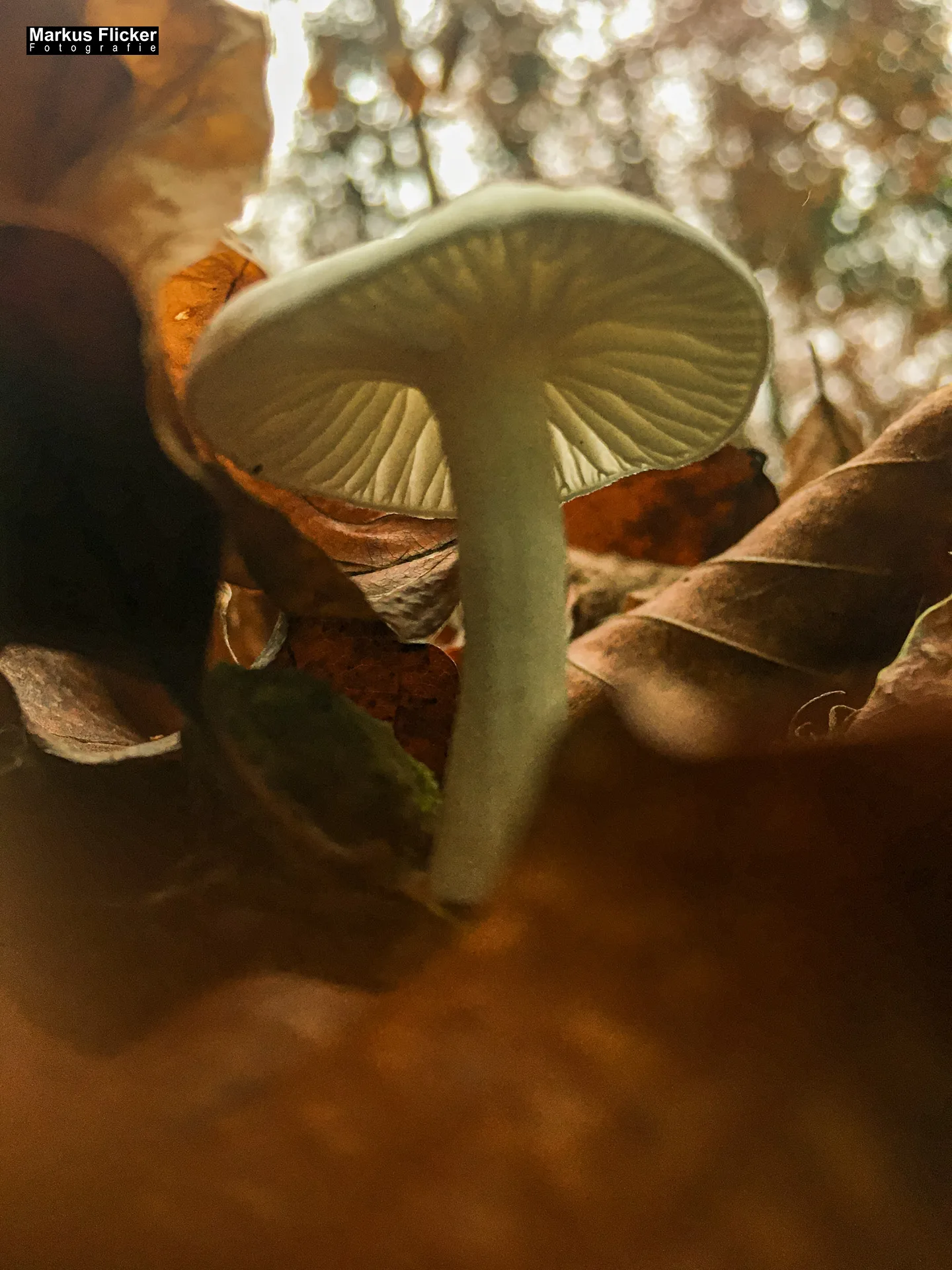 Herbst Fotospaziergang bei Nebel im Wald an der Raab in der Steiermark im Wald Teil 1 inkl. Fototipps mit dem Smartphone. Fotografieren und Filmen mit dem Smartphone: Bessere Fotos und Videos mit dem Handy für Freizeit, Hobby und Business