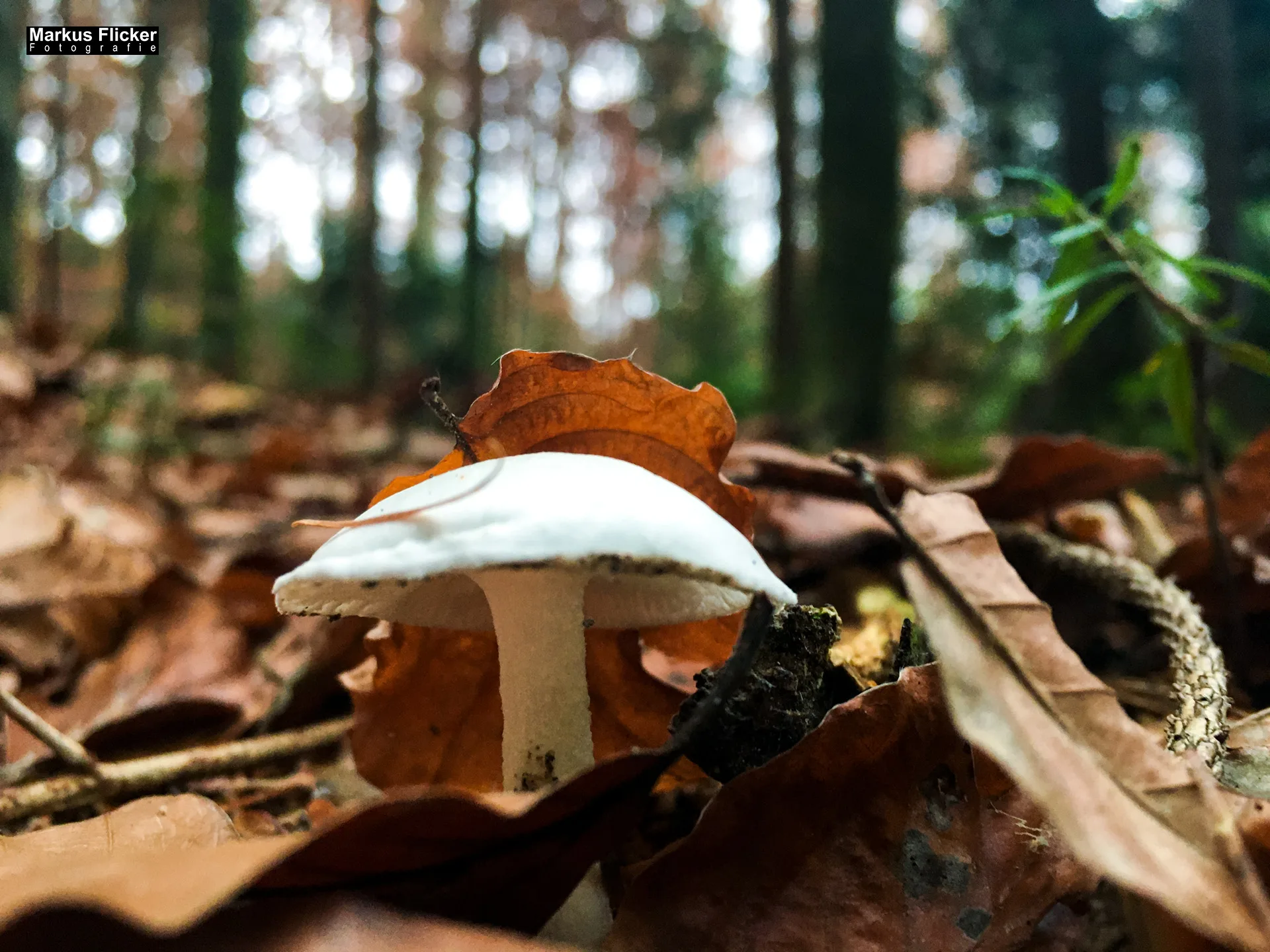 Herbst Fotospaziergang bei Nebel im Wald Raabklamm Raab Steiermark