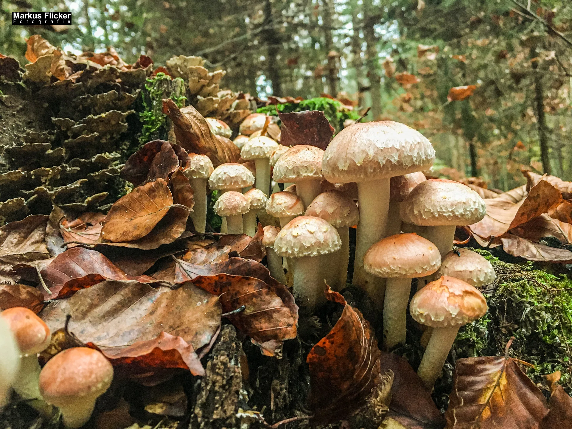 Herbst Fotospaziergang bei Nebel im Wald an der Raab in der Steiermark im Wald Teil 1 inkl. Fototipps mit dem Smartphone. Fotografieren und Filmen mit dem Smartphone: Bessere Fotos und Videos mit dem Handy für Freizeit, Hobby und Business