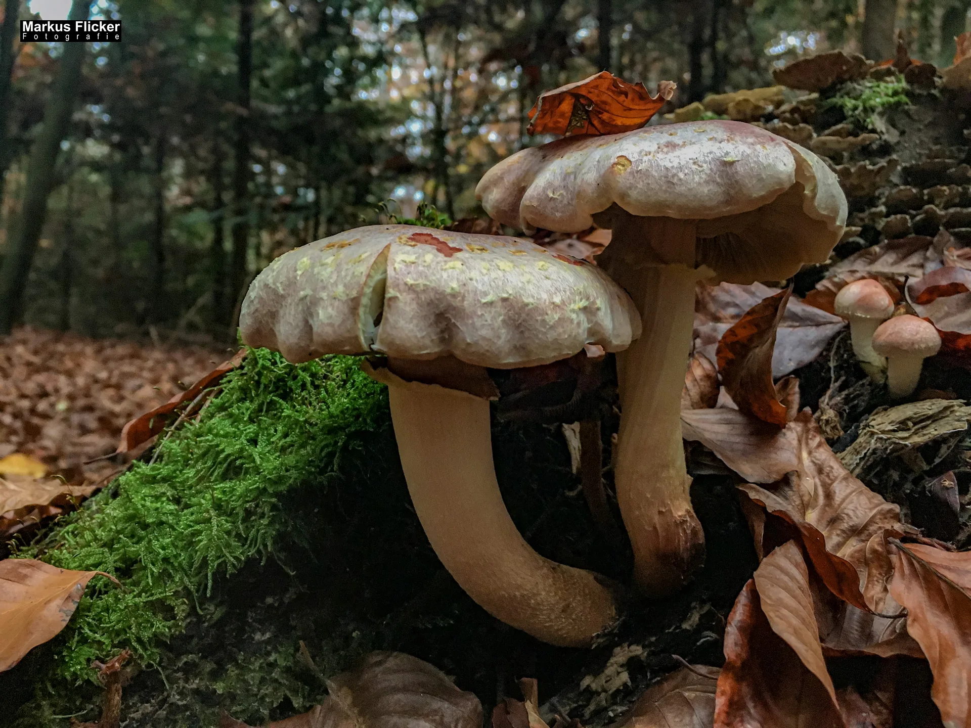 Herbst Fotospaziergang bei Nebel im Wald Raabklamm Raab Steiermark