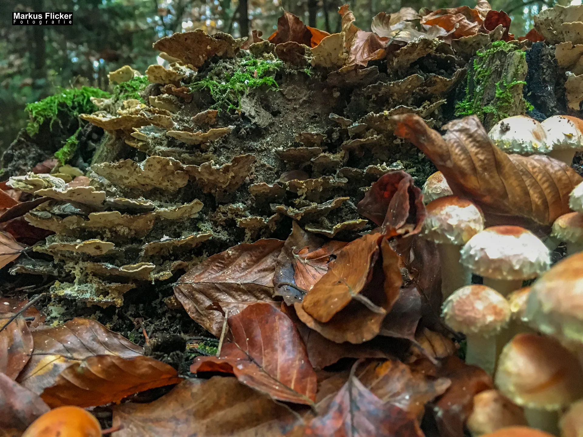 Herbst Fotospaziergang bei Nebel im Wald Raabklamm Raab Steiermark