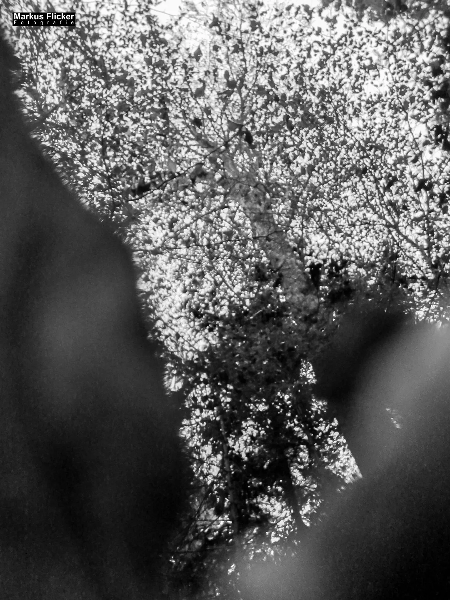 Herbst Fotospaziergang bei Nebel im Wald Raabklamm Raab Steiermark