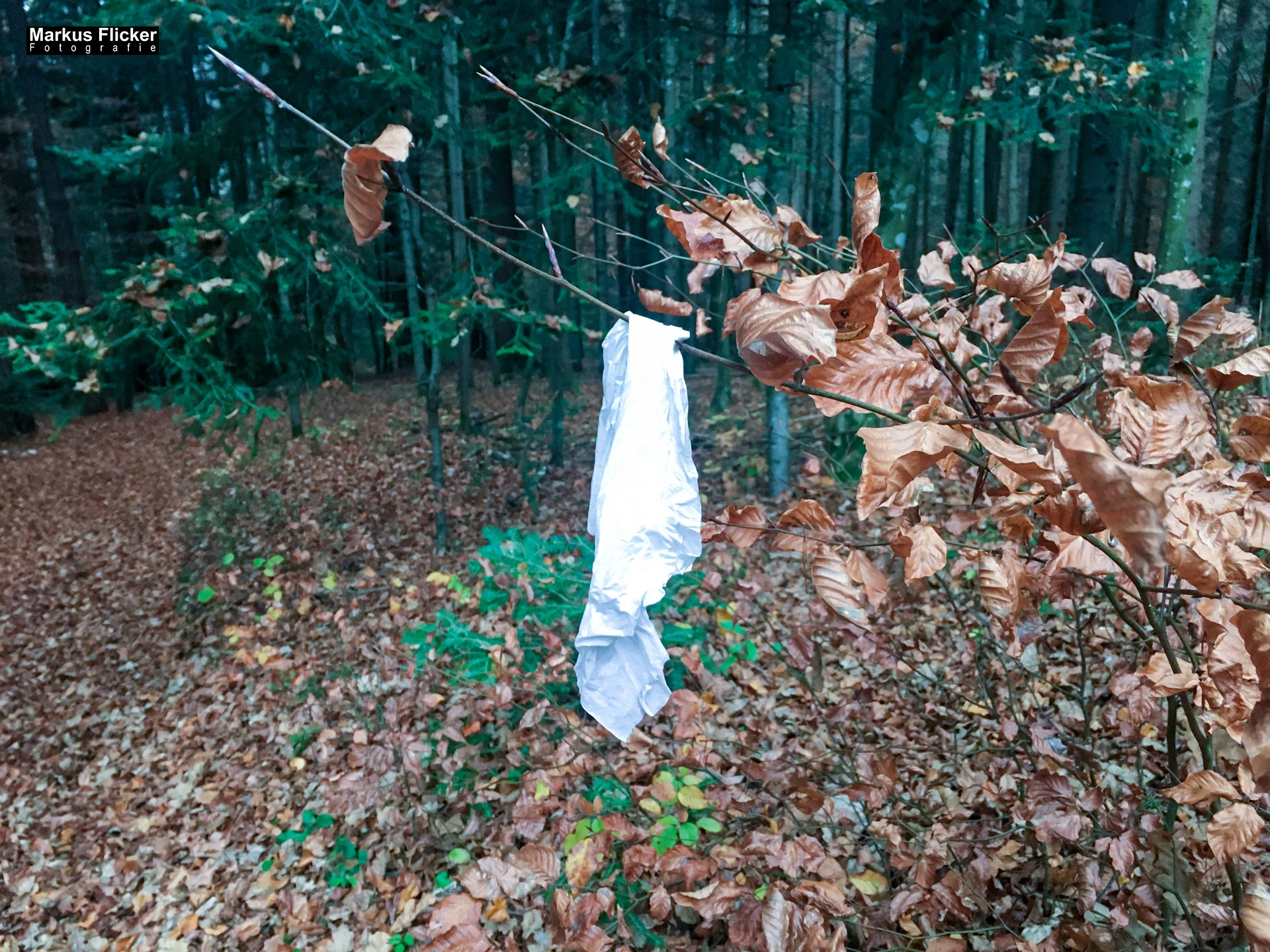 Herbst Fotospaziergang bei Nebel im Wald Raabklamm Raab Steiermark