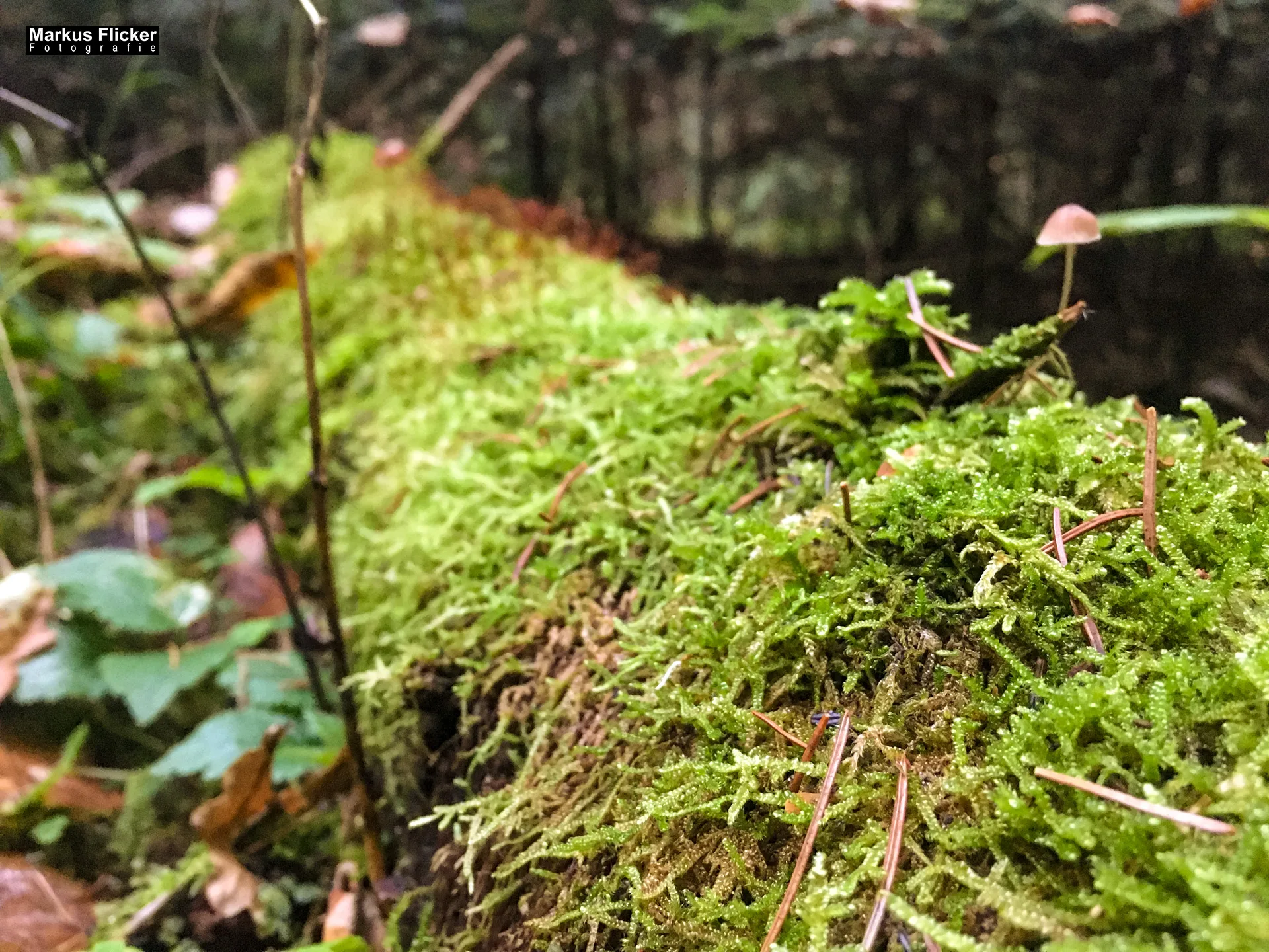 Herbst Fotospaziergang bei Nebel im Wald Raabklamm Raab Steiermark