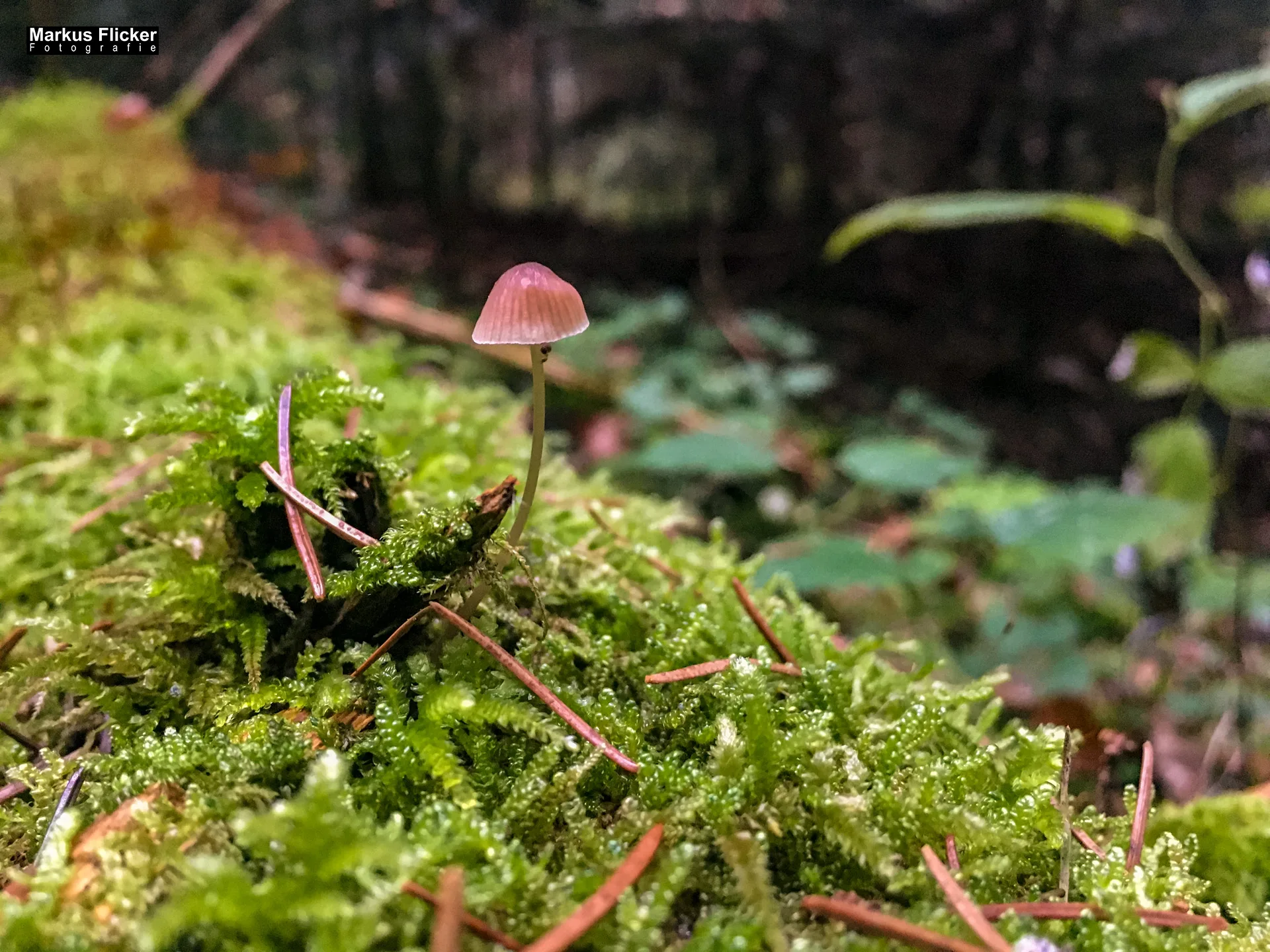Herbst Fotospaziergang bei Nebel im Wald Raabklamm Raab Steiermark