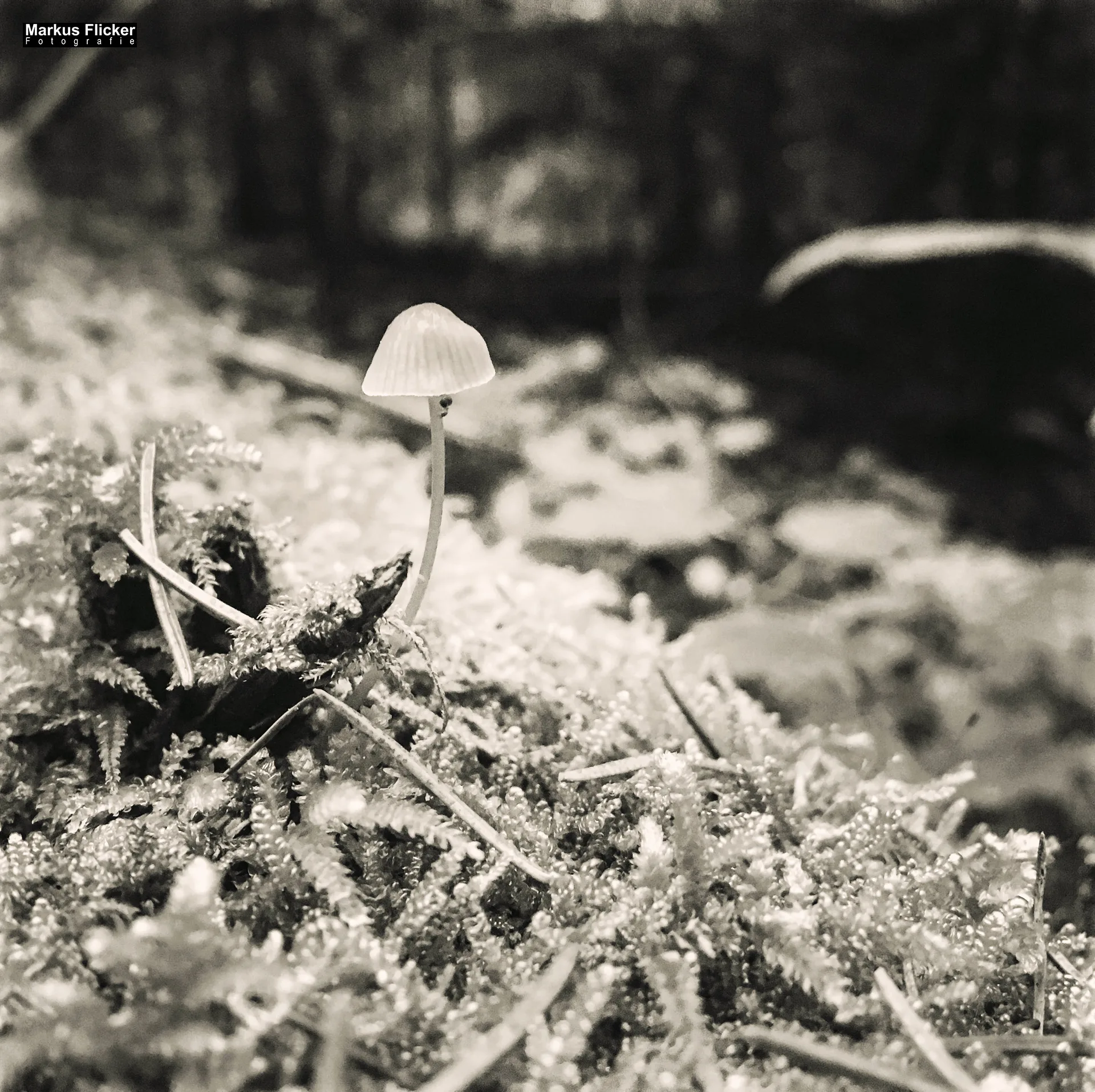 Herbst Fotospaziergang bei Nebel im Wald Raabklamm Raab Steiermark