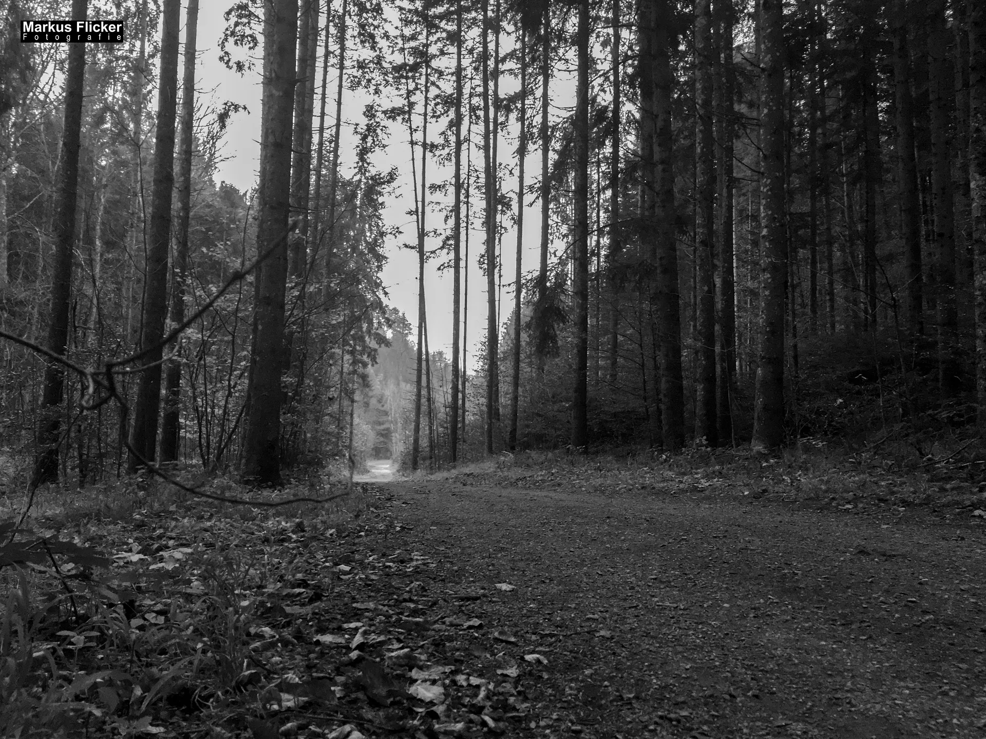 Herbst Fotospaziergang bei Nebel im Wald Raabklamm Raab Steiermark