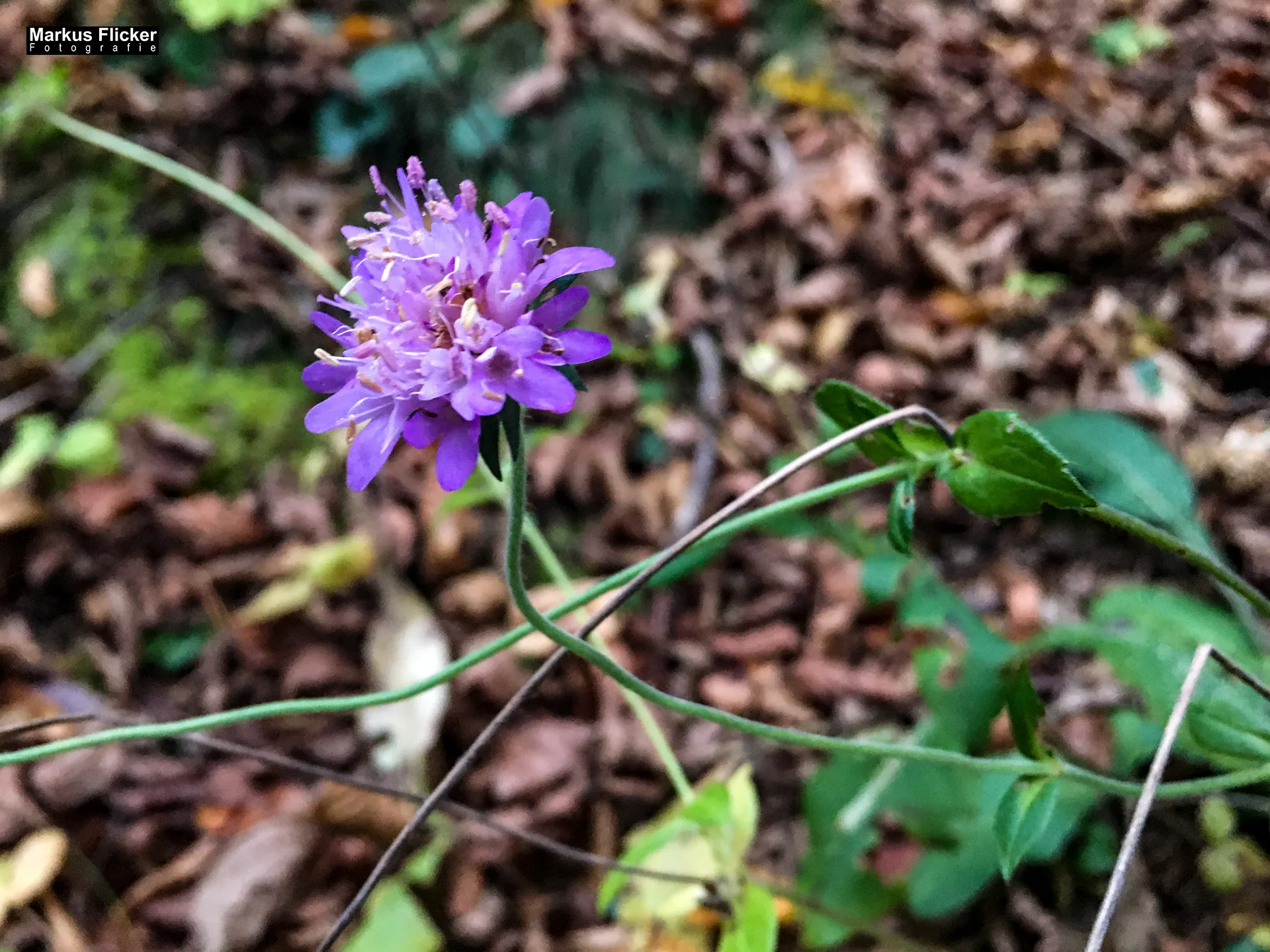 Herbst Fotospaziergang bei Nebel im Wald Raabklamm Raab Steiermark