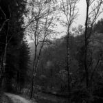 Herbst Fotospaziergang bei Nebel im Wald Raabklamm Raab Steiermark