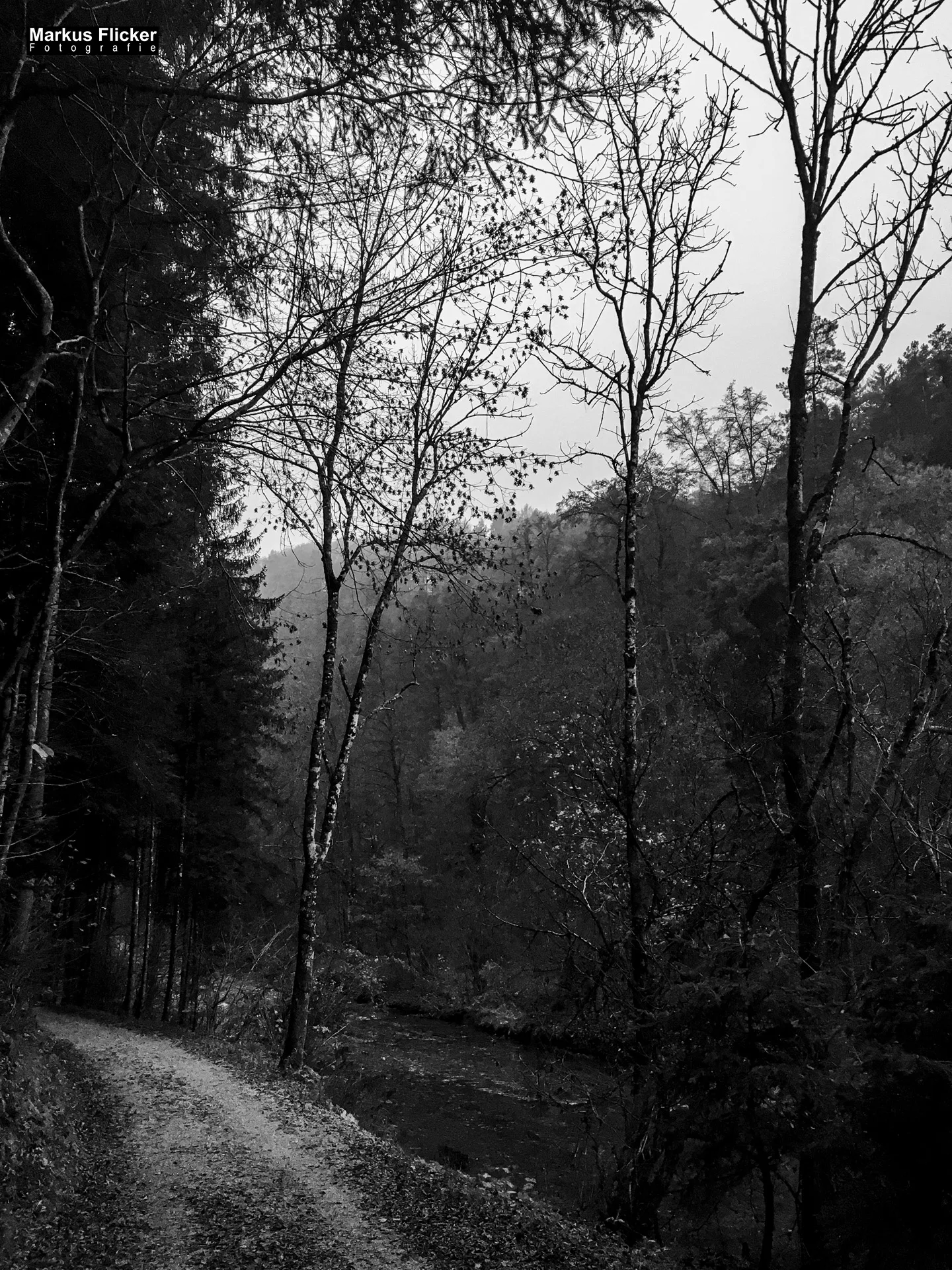 Herbst Fotospaziergang bei Nebel im Wald Raabklamm Raab Steiermark