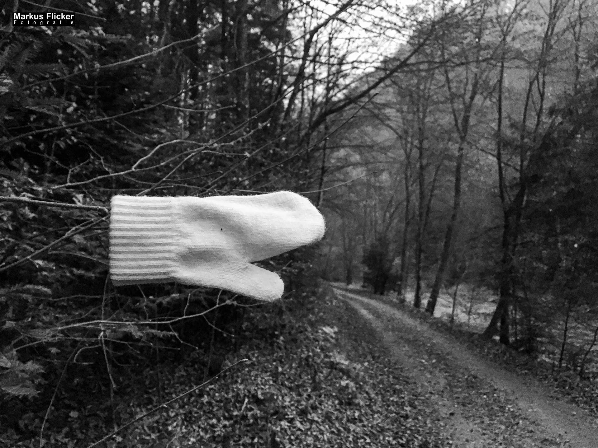 Herbst Fotospaziergang bei Nebel im Wald Raabklamm Raab Steiermark