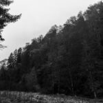 Herbst Fotospaziergang bei Nebel im Wald Raabklamm Raab Steiermark