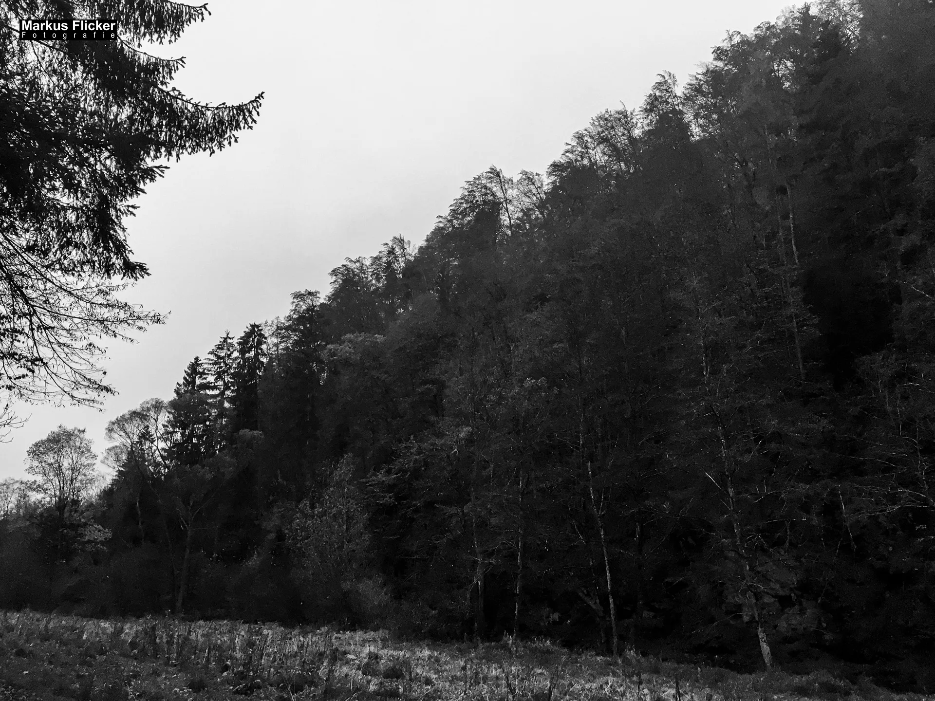 Herbst Fotospaziergang bei Nebel im Wald Raabklamm Raab Steiermark