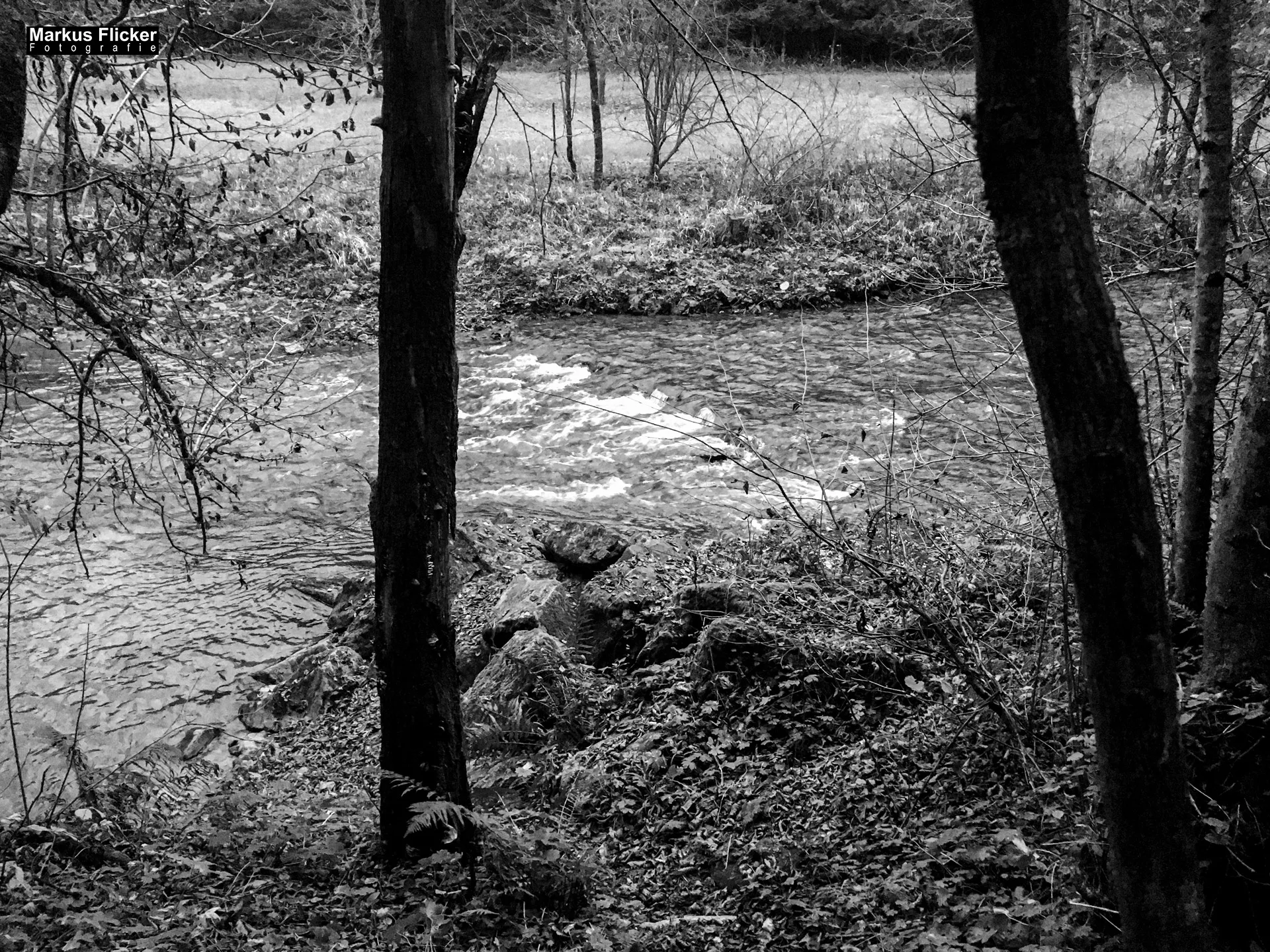 Herbst Fotospaziergang bei Nebel im Wald Raabklamm Raab Steiermark